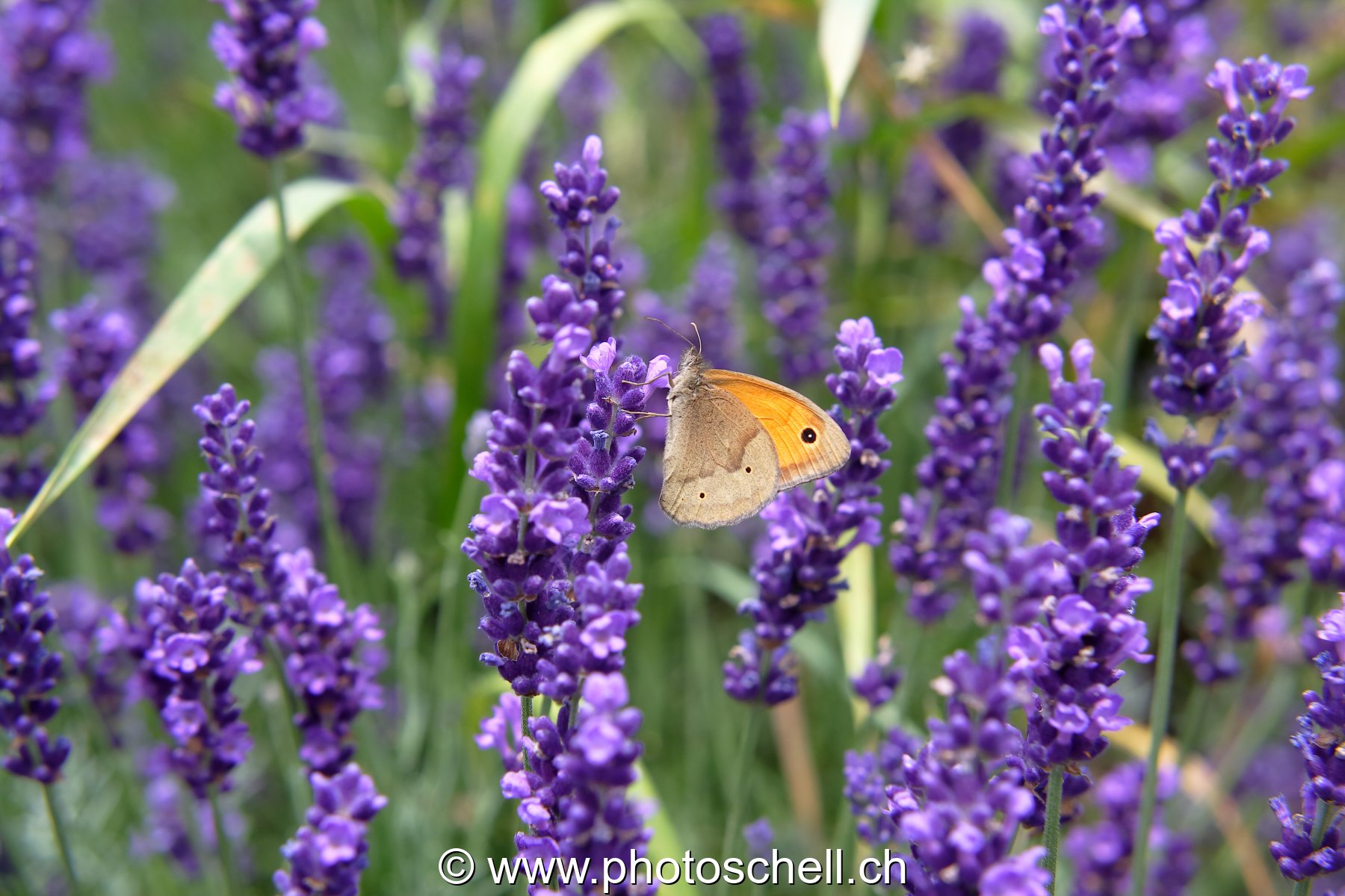 Papillon butinant la lavande