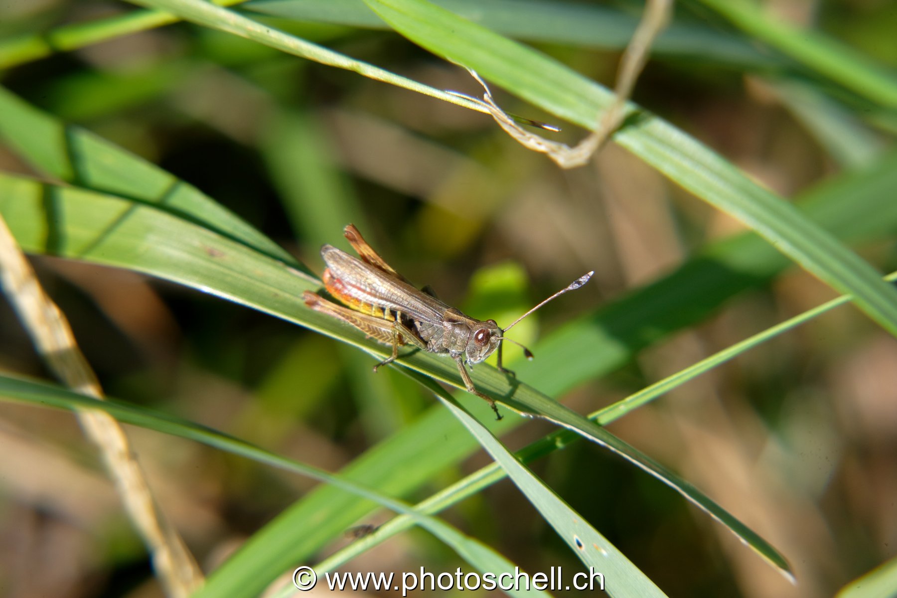 Sauterelle sur son brin d'herbe
