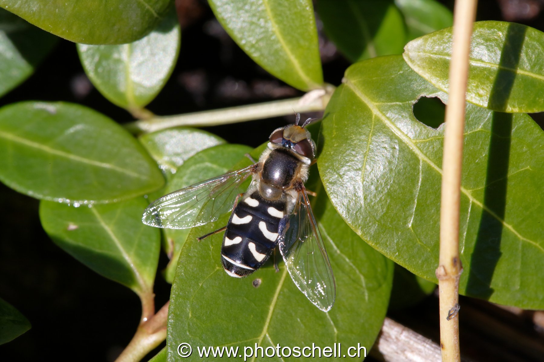 Mouche zébrée