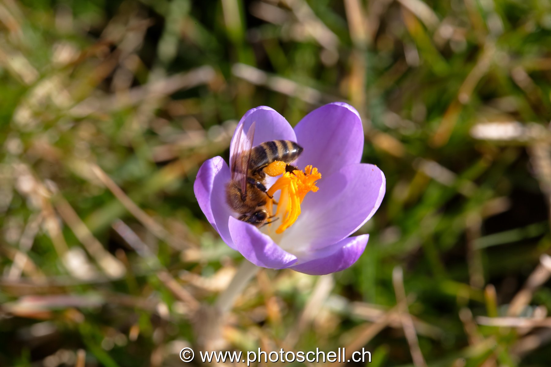 Photo 44