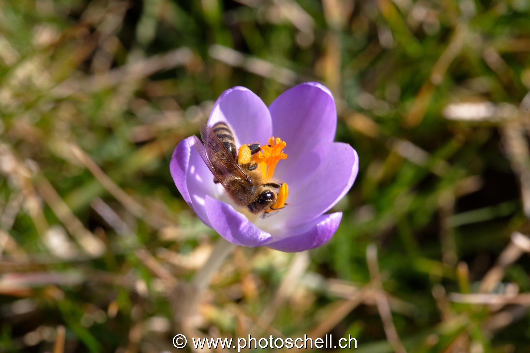 Abeille buttinant un crocus