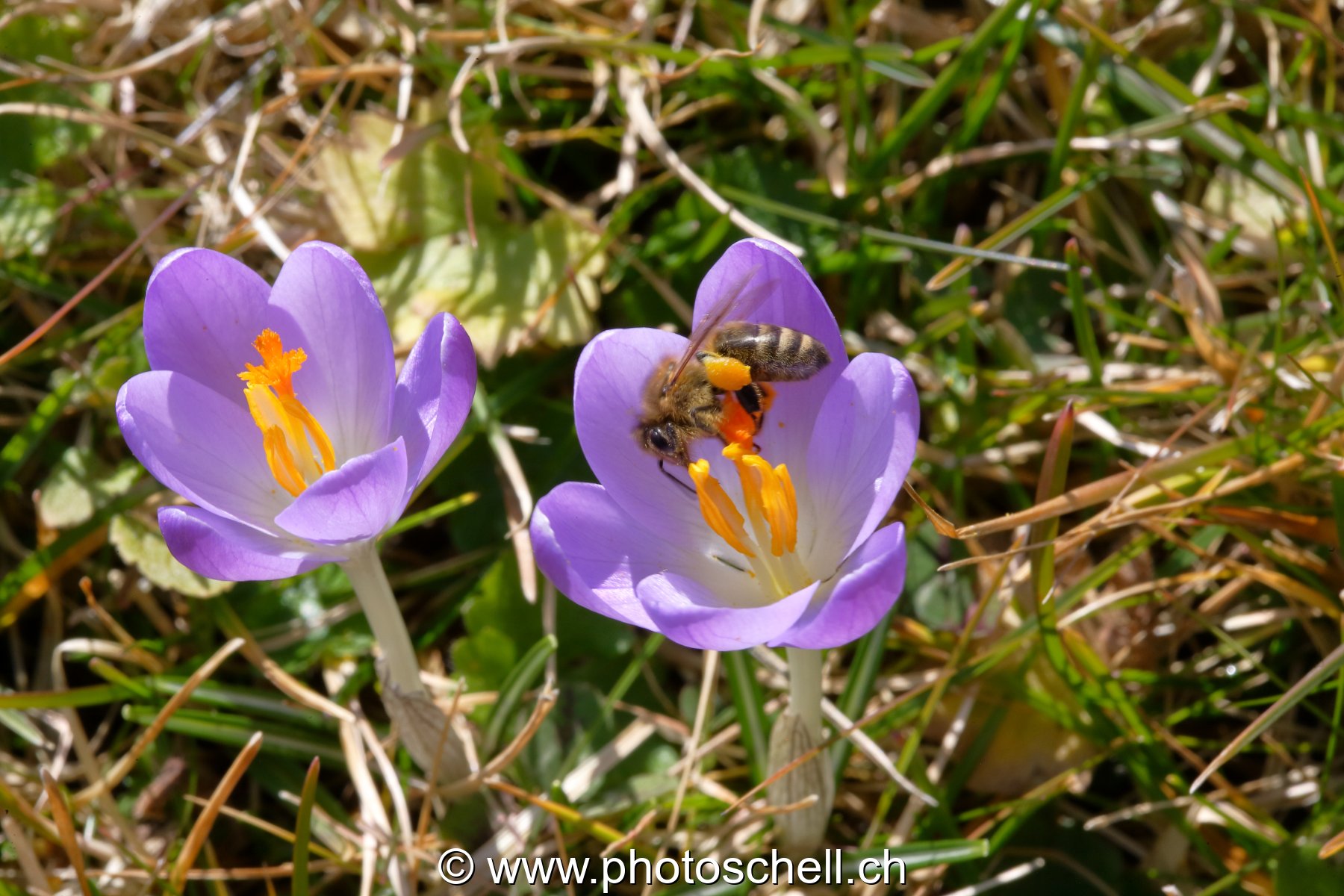 Photo 46