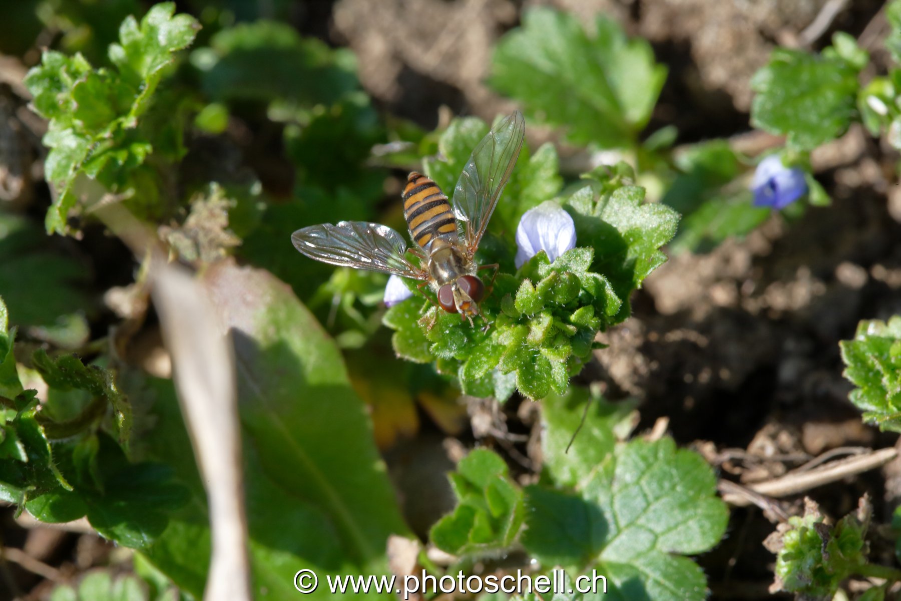 Mouche rayée