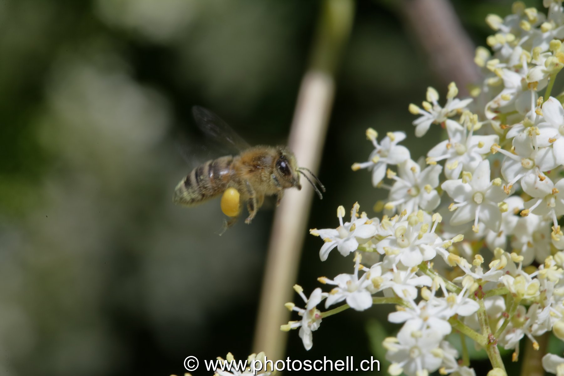 Abeille en approche de fleurs de sureau