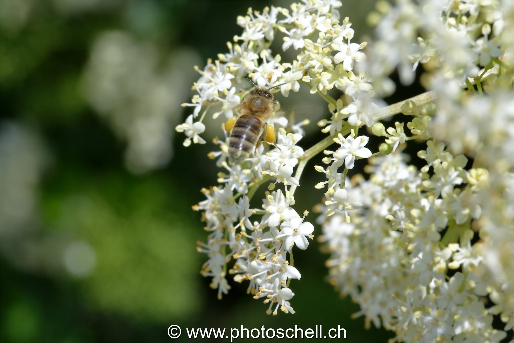 Abeille dans les fleurs de sureau