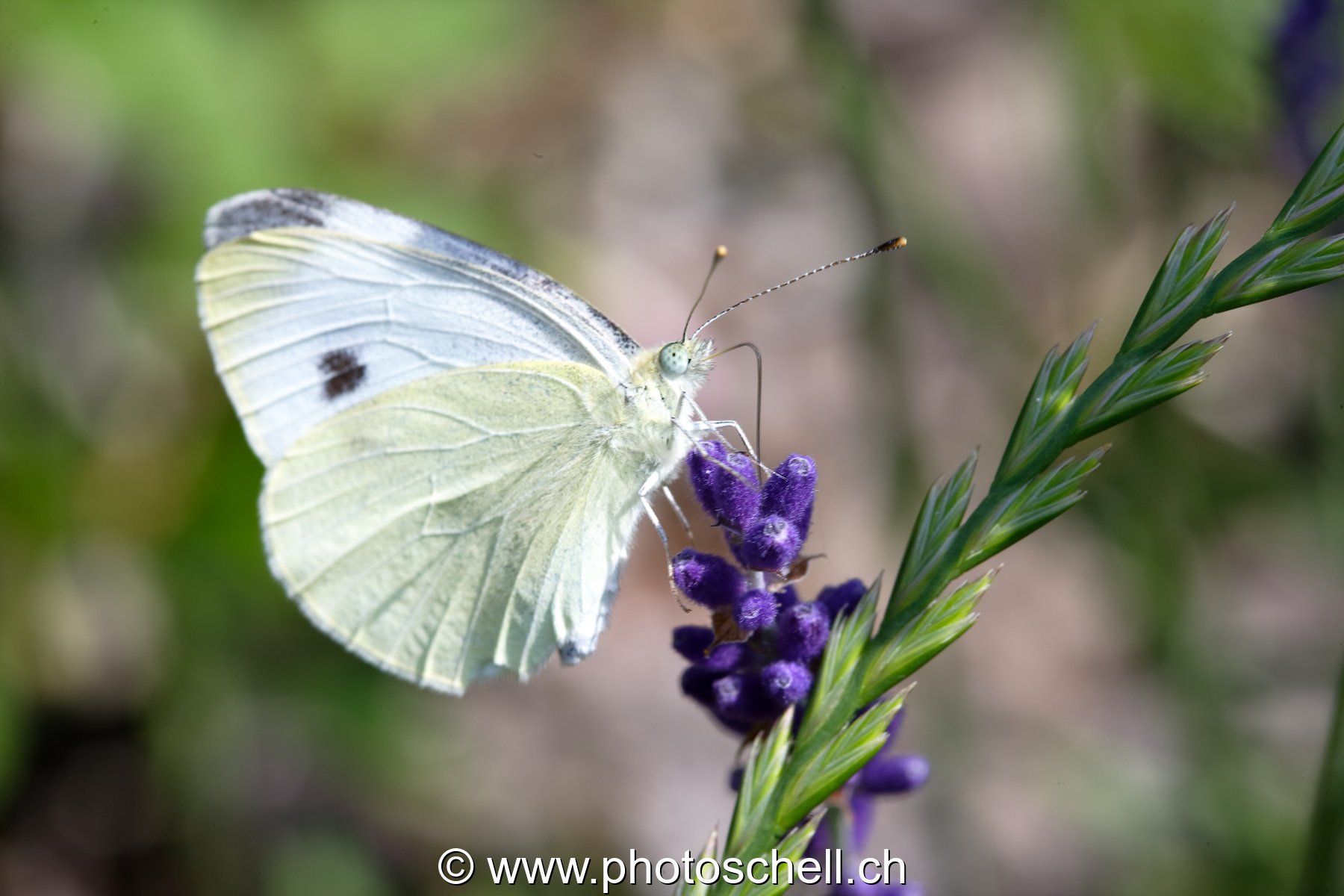 Papillon blanc butinant la lavande