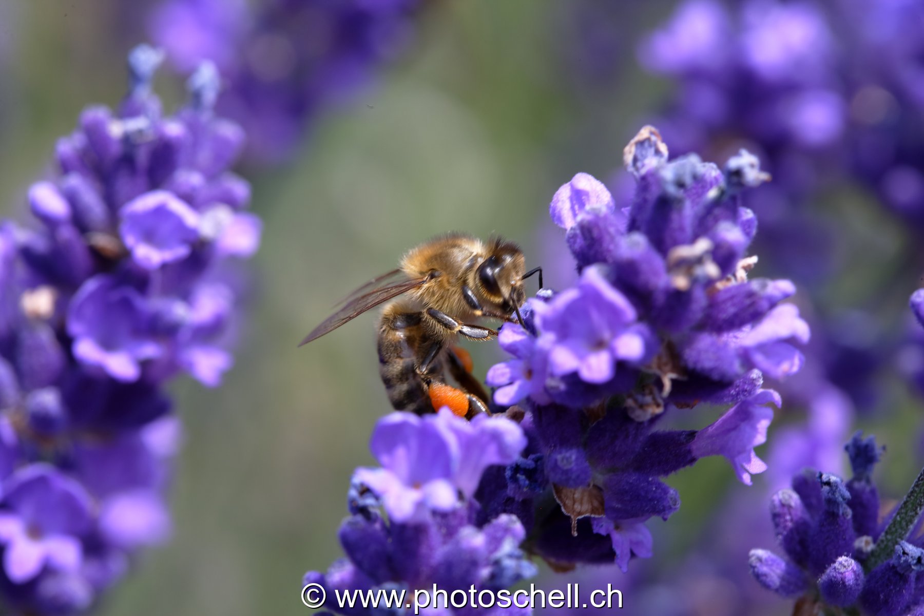 Abeille butinant la lavande
