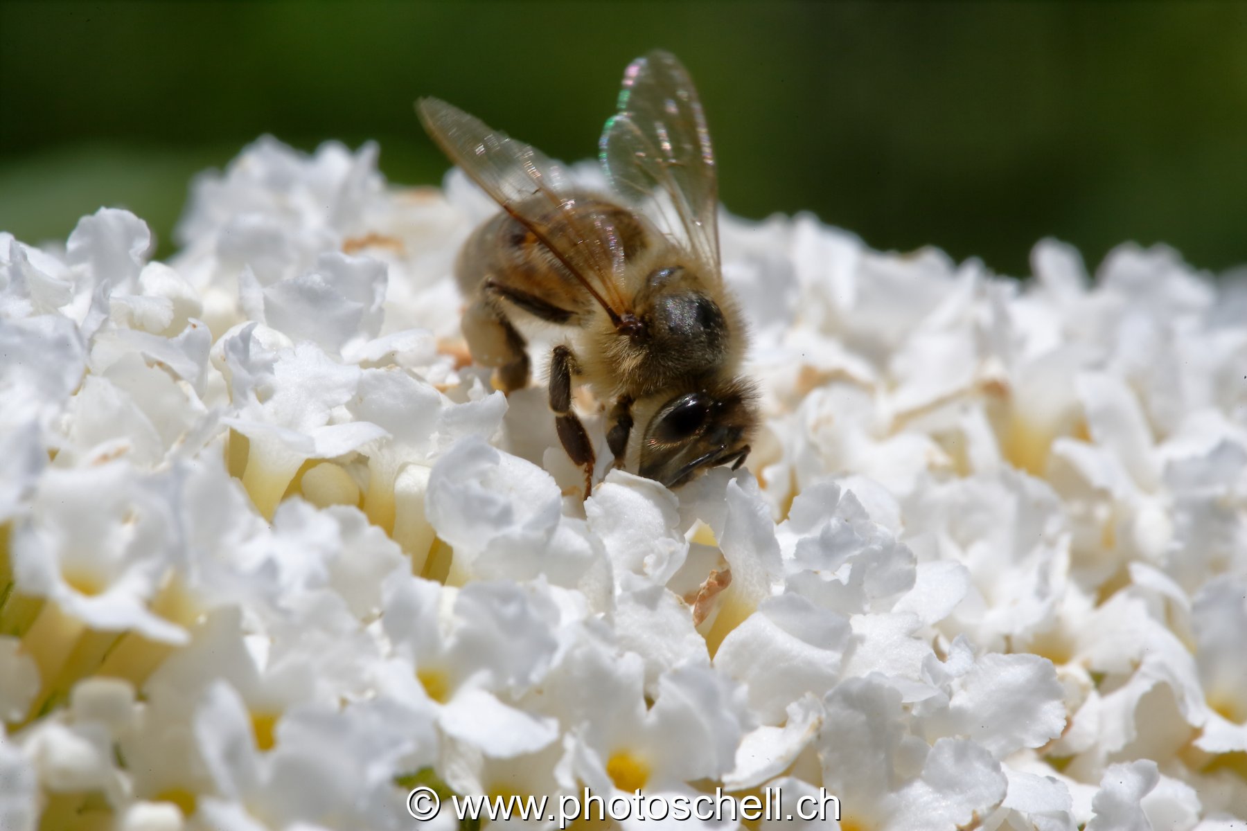 Abeille butinant un arbre à papillons