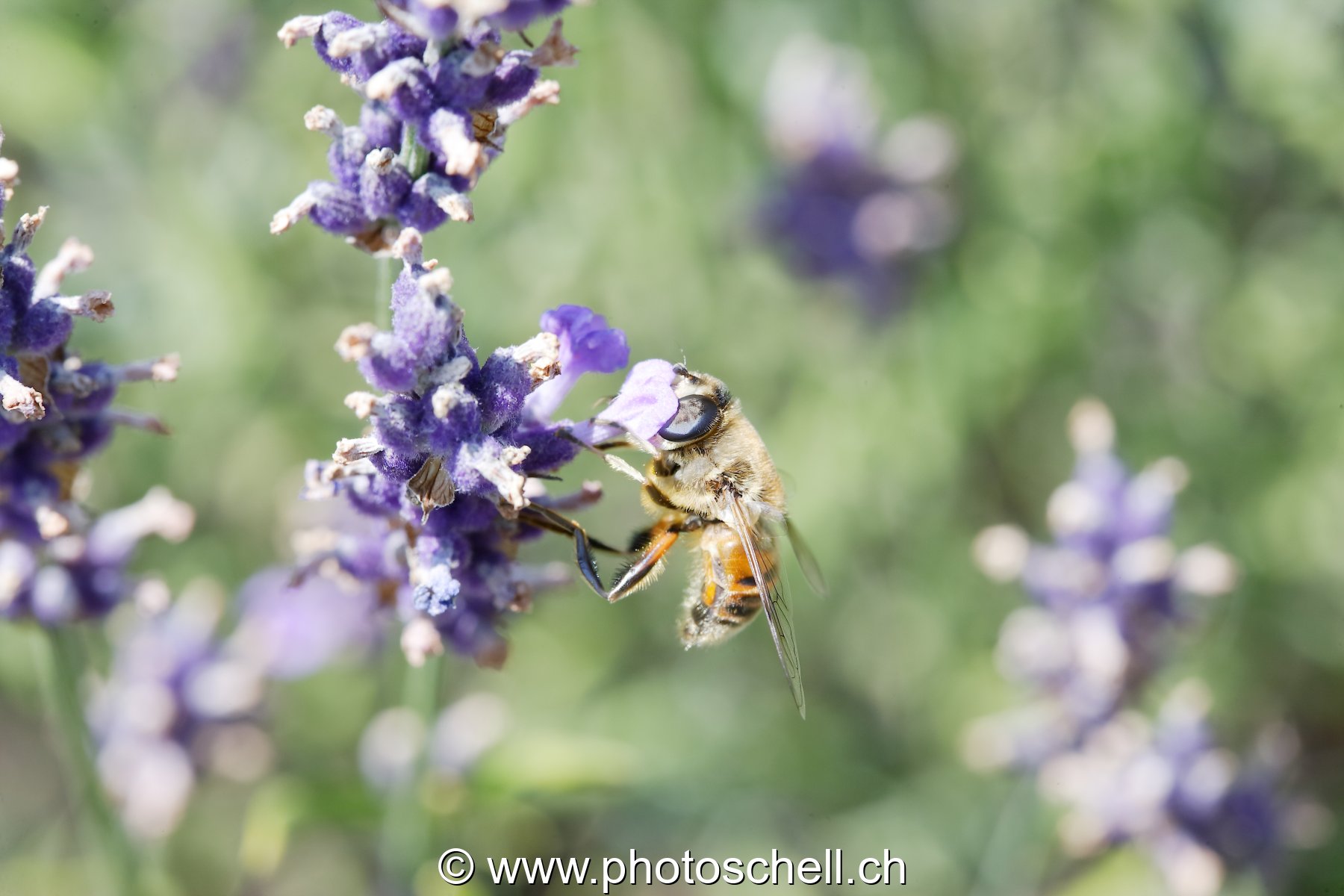 Mouche sur un brin de lavande