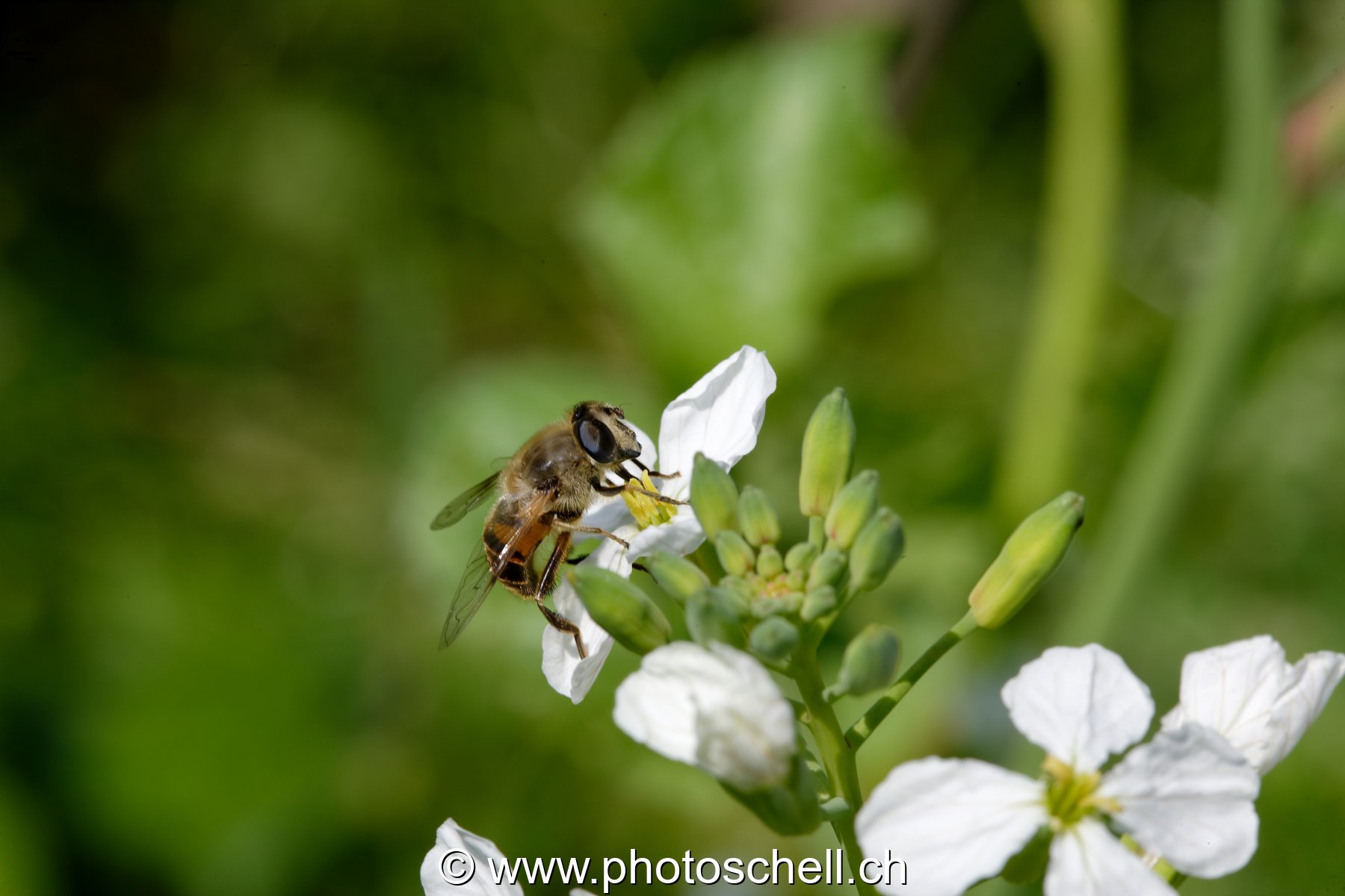 Mouche butinant une fleur de radis