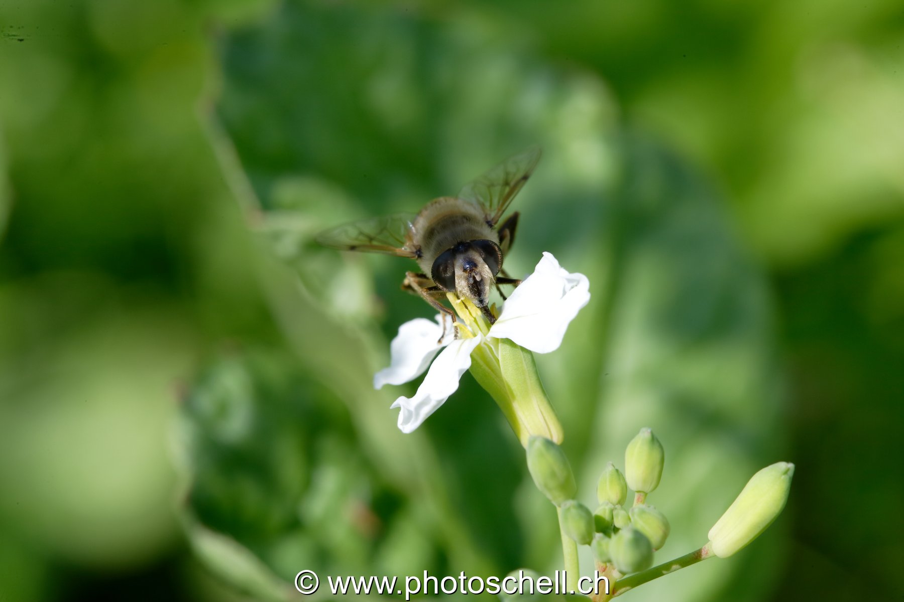 Mouche butinant une fleur de radis