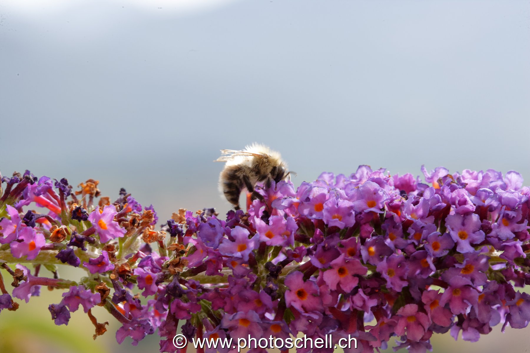 Abeille sur des fleurs d'arbre à papillons