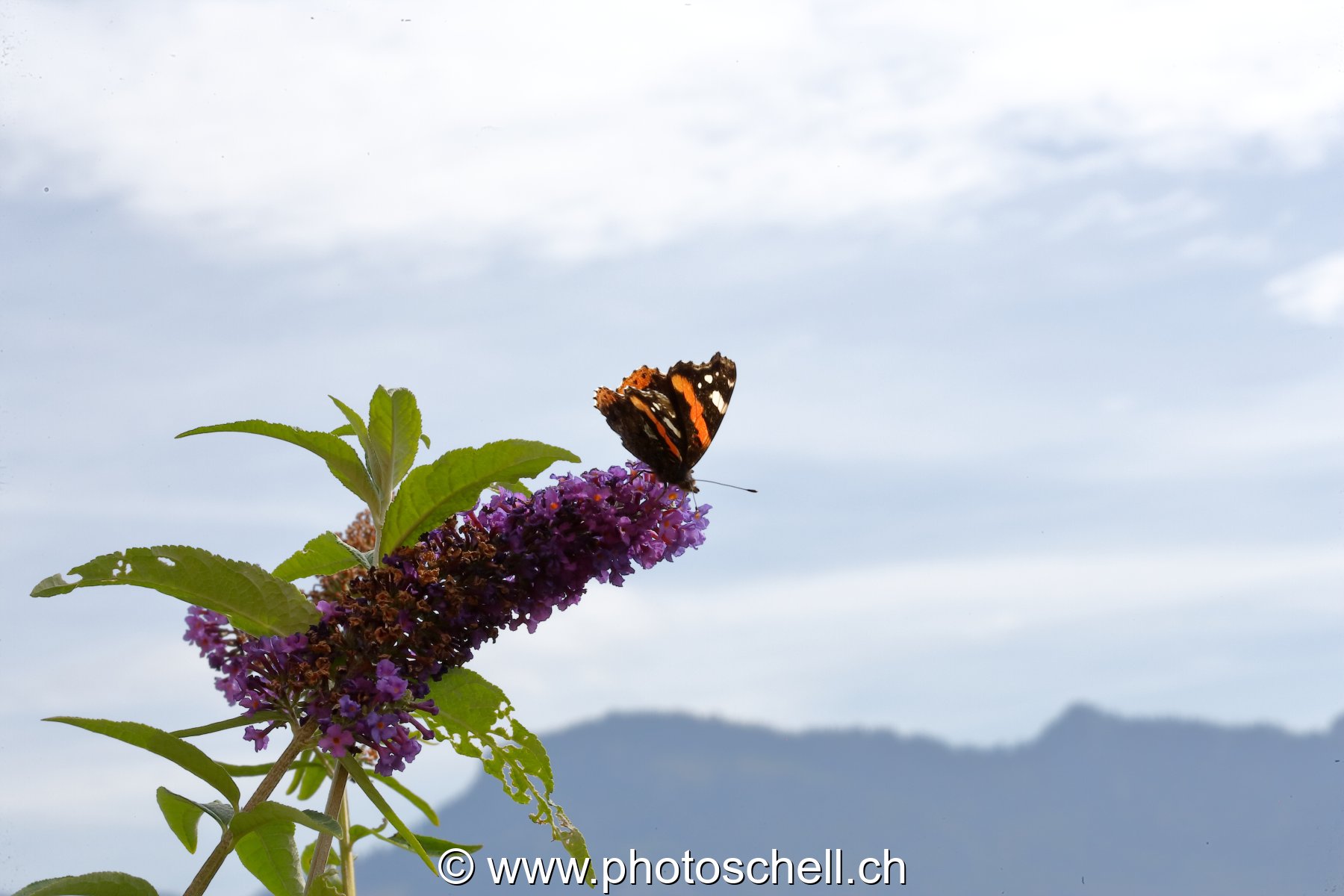 Papillon sur des fleurs d'arbre à papillons