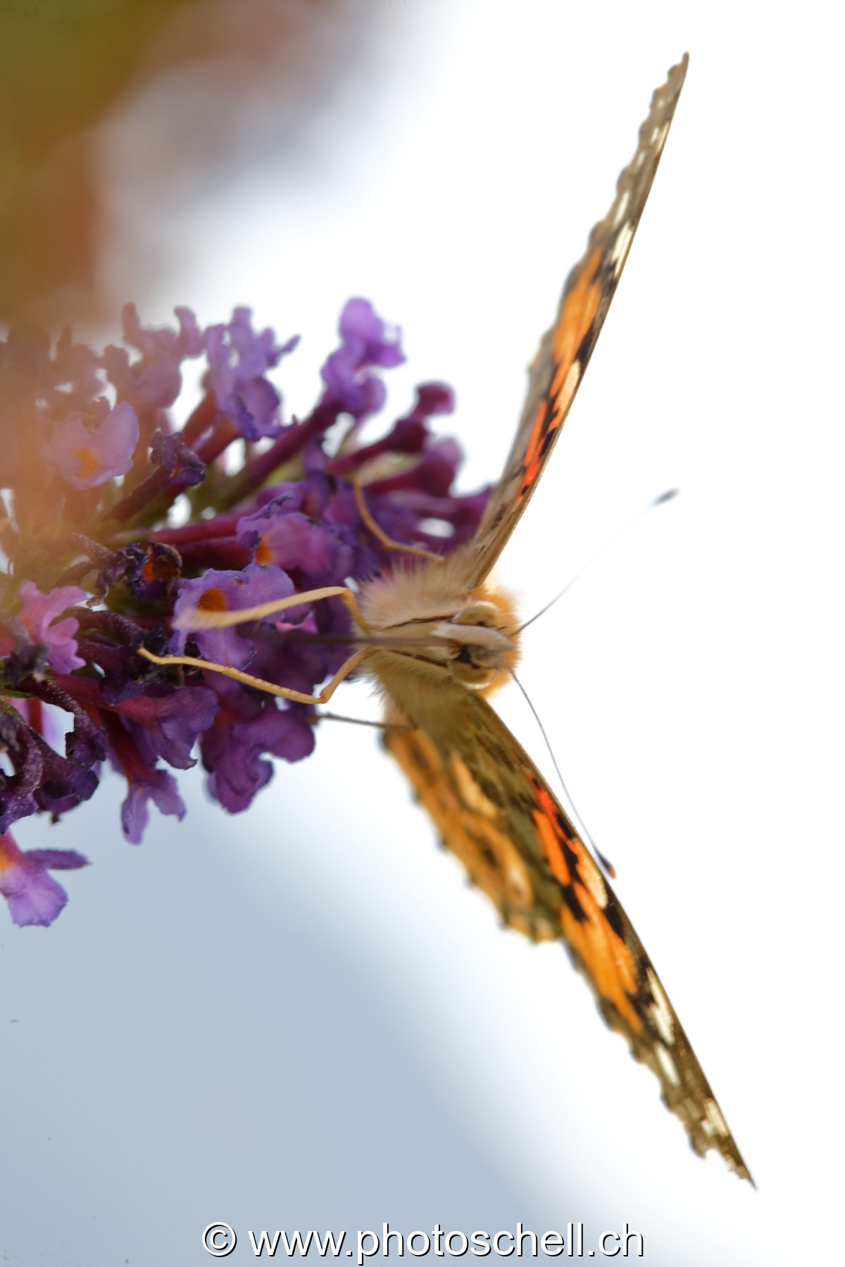 Papillon en vue frontale
