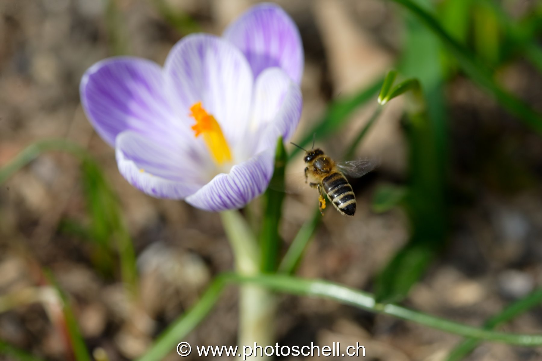 Abeille en approche d'un crocus (recadrée)