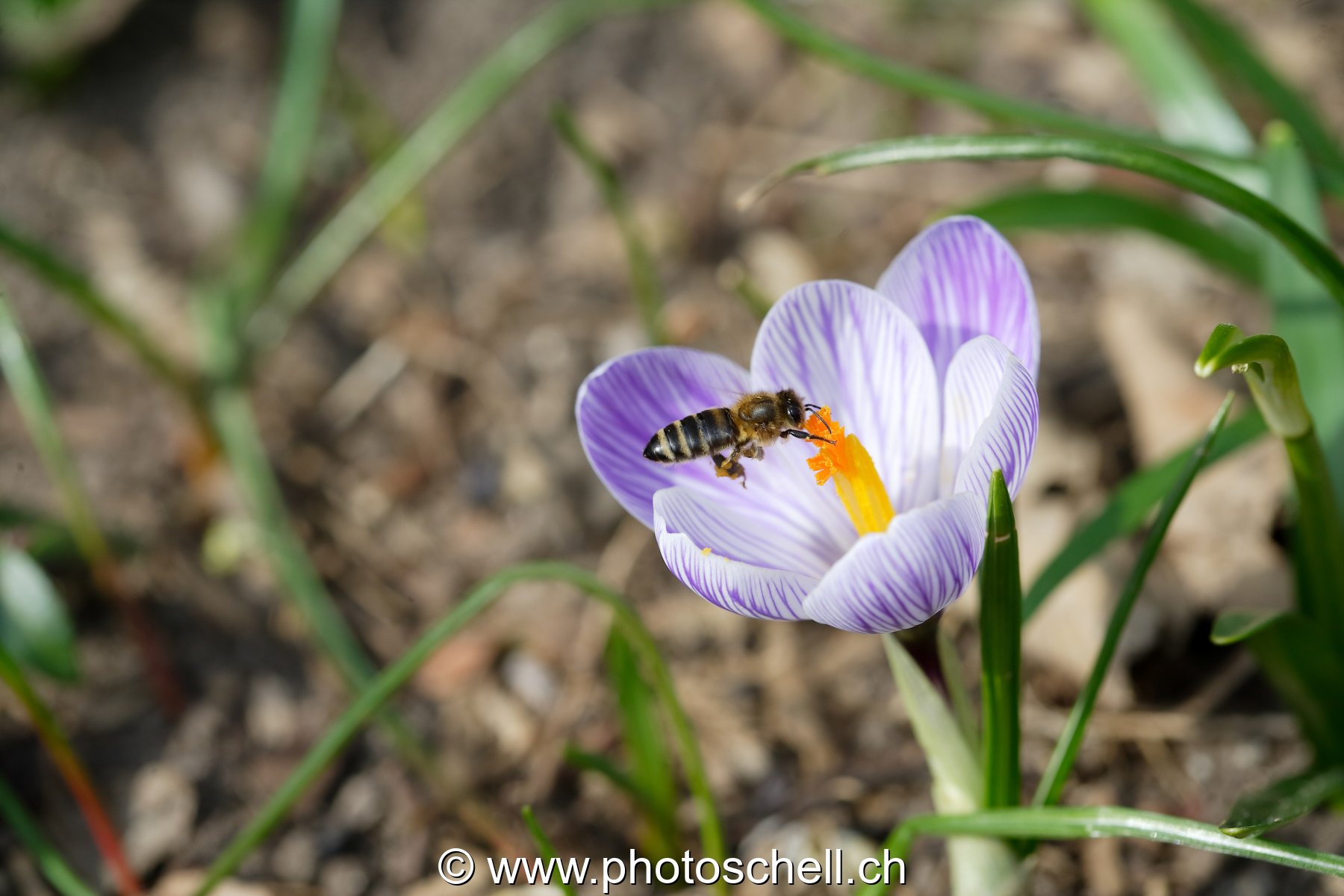 Abeille butinant un crocus (recadrée)