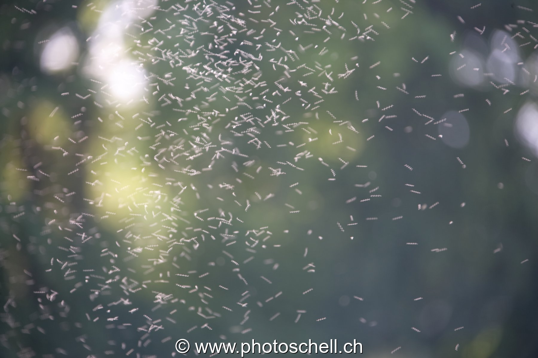 Nuage d'insectes en vol
