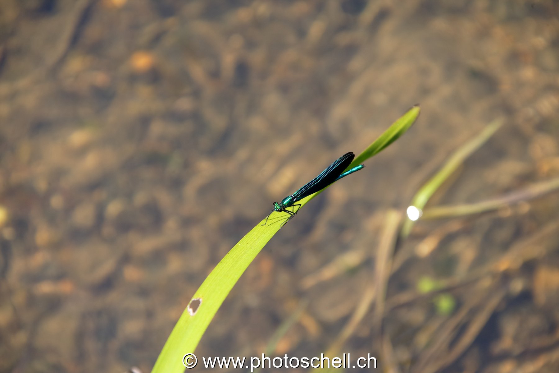 Libellule sur sa feuille