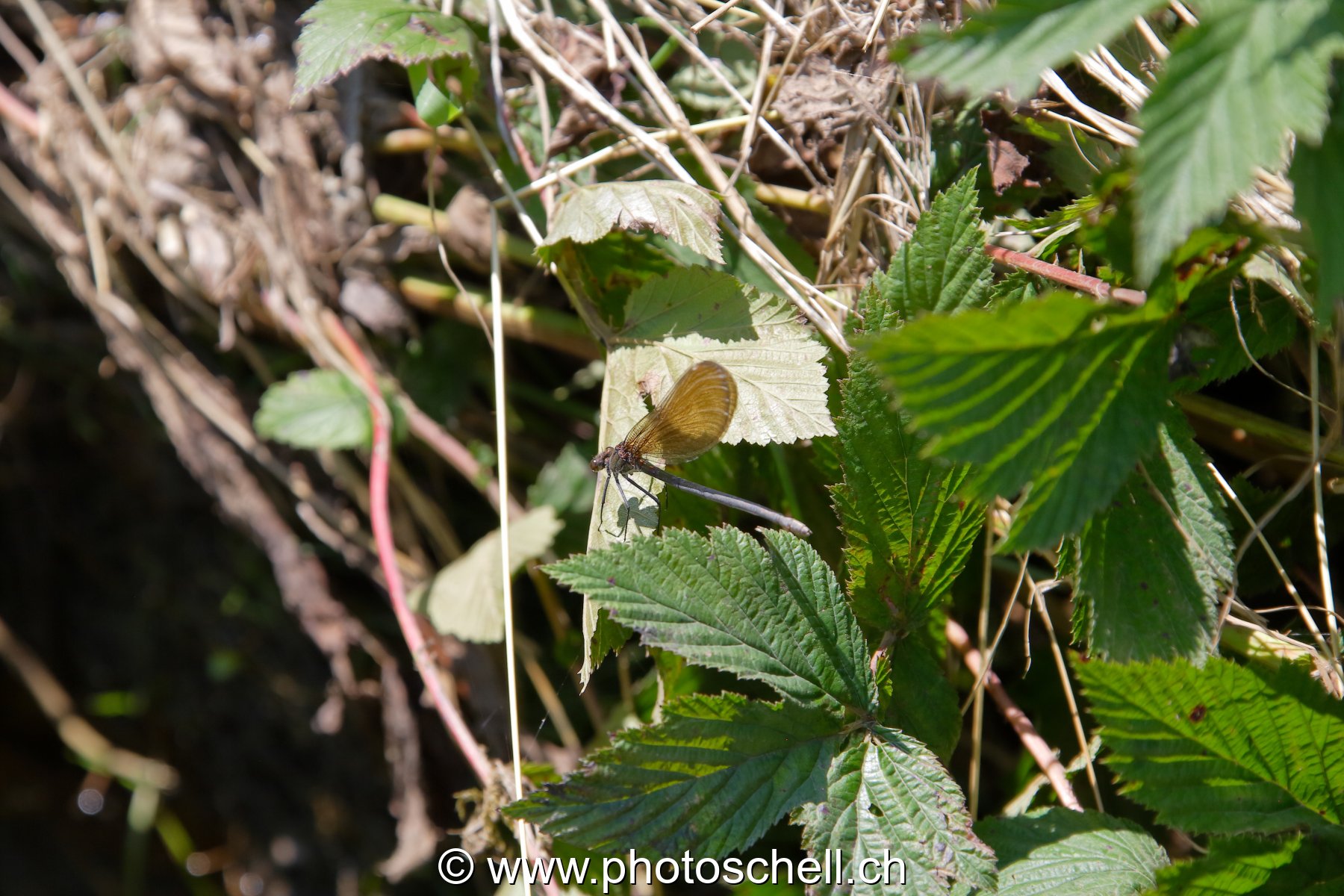 Libellule sur sa feuille