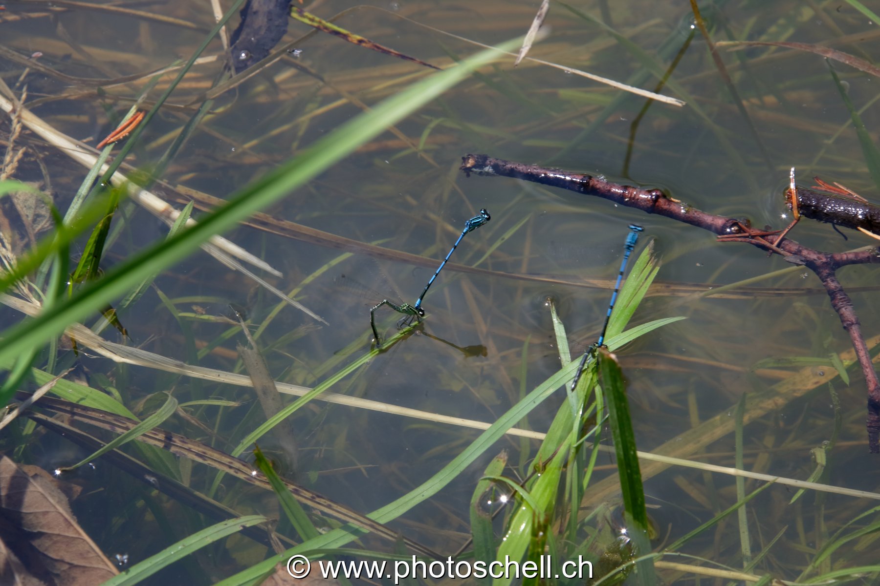 Couple de libellules en phase de reproduction