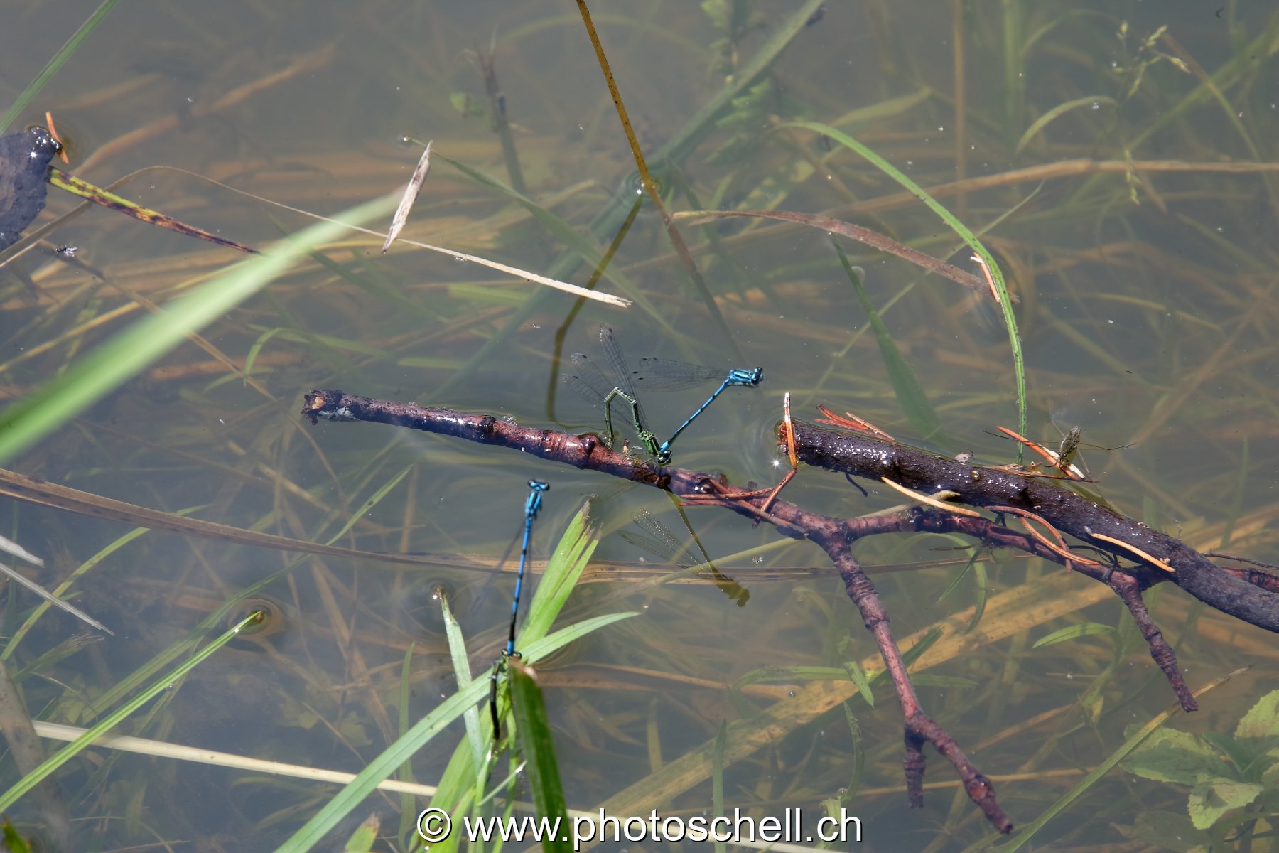 Couple de libellules en phase de reproduction