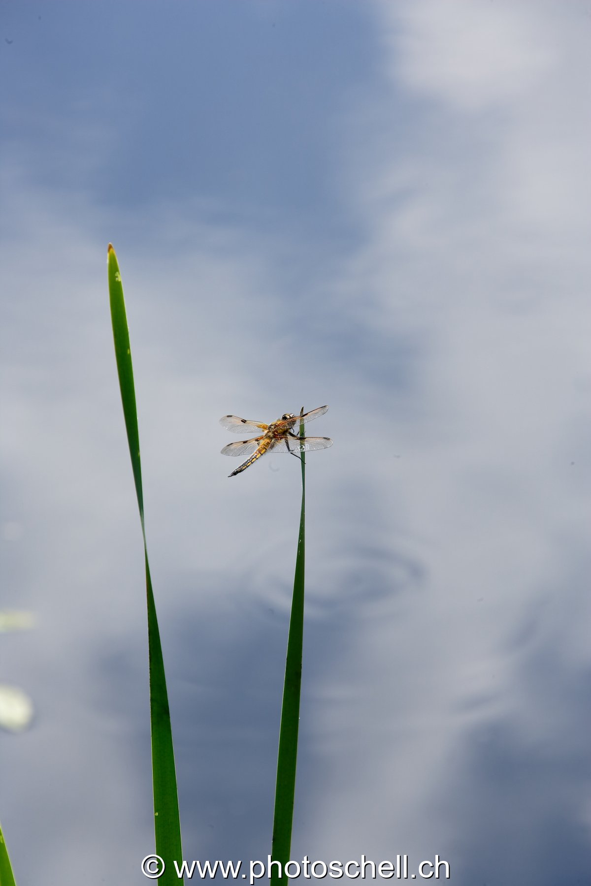 Libellule sur sa feuille