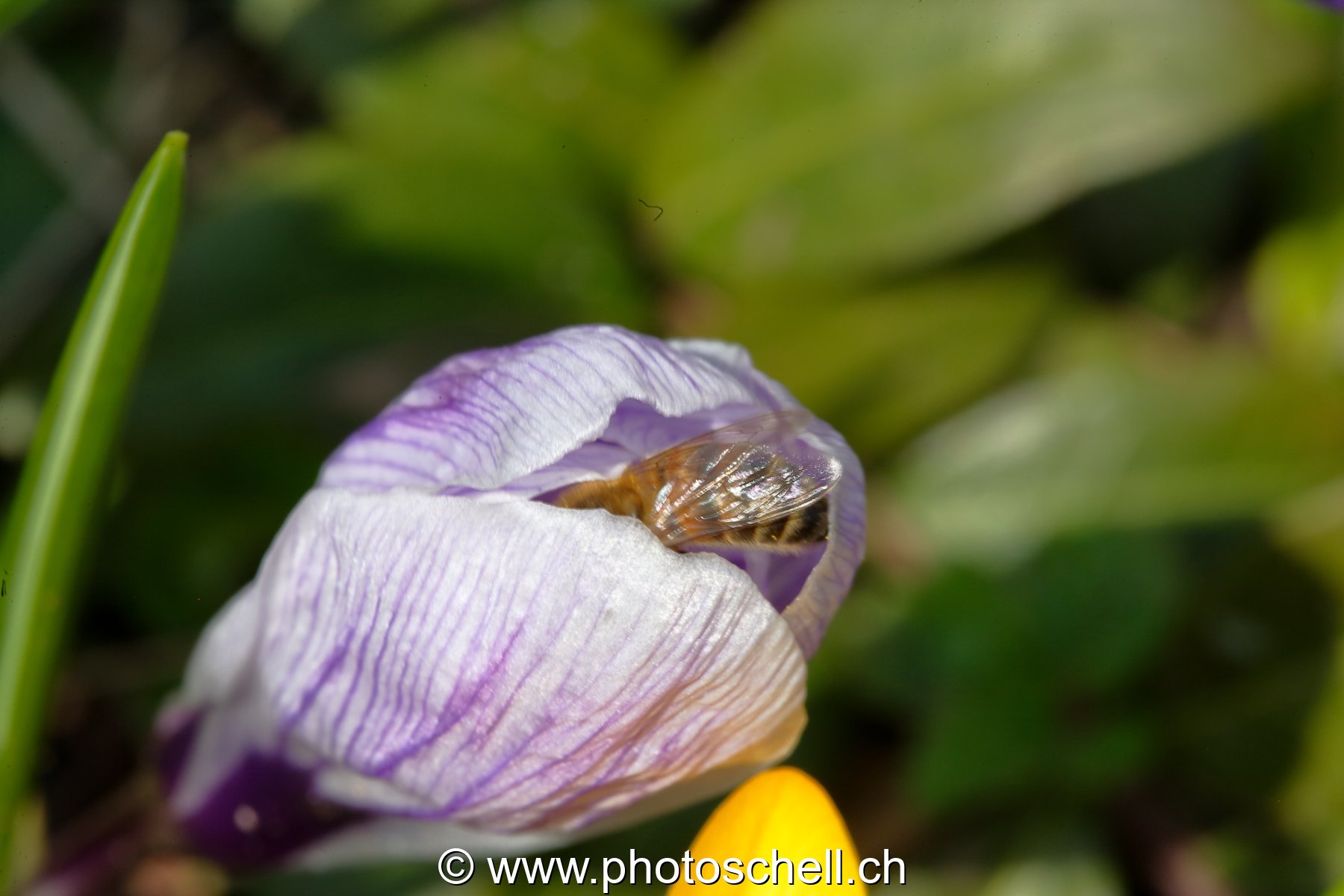 Abeille butinant un crocus