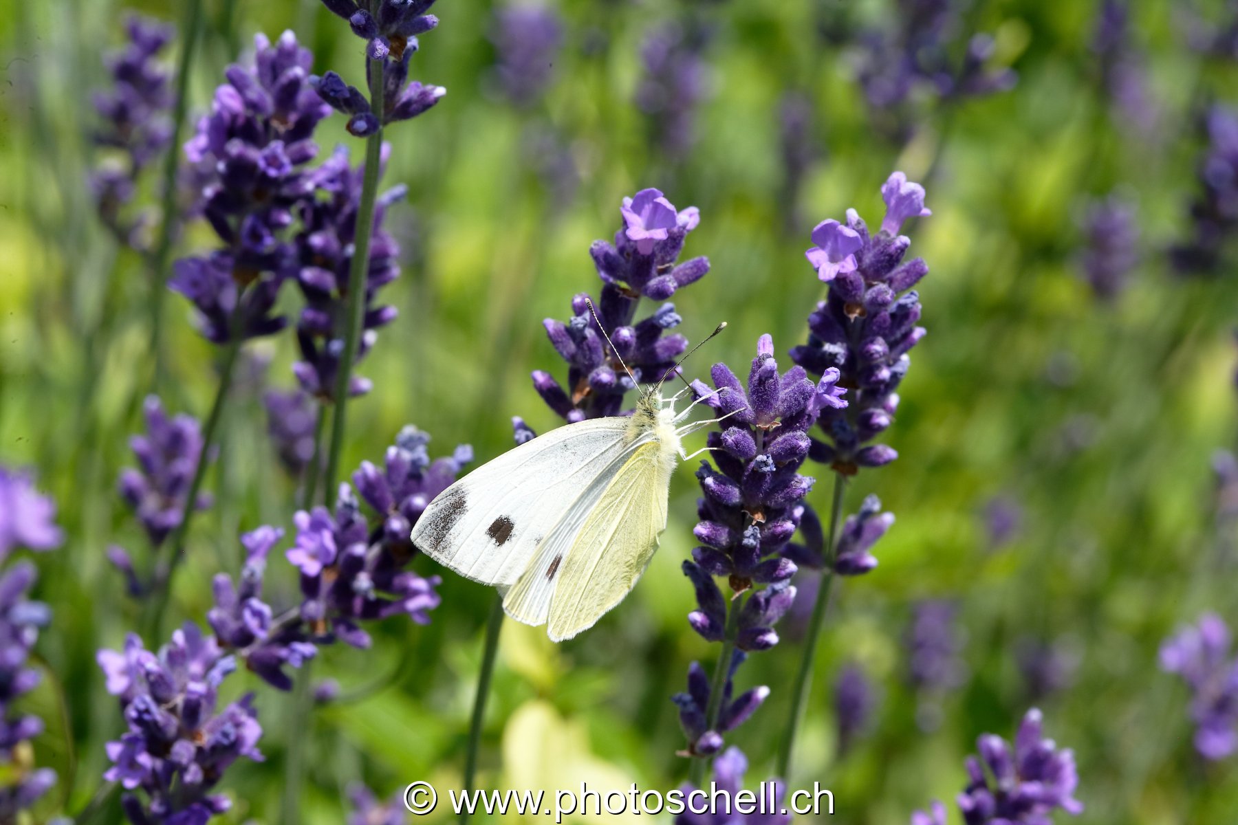 Papillon sur la lavande