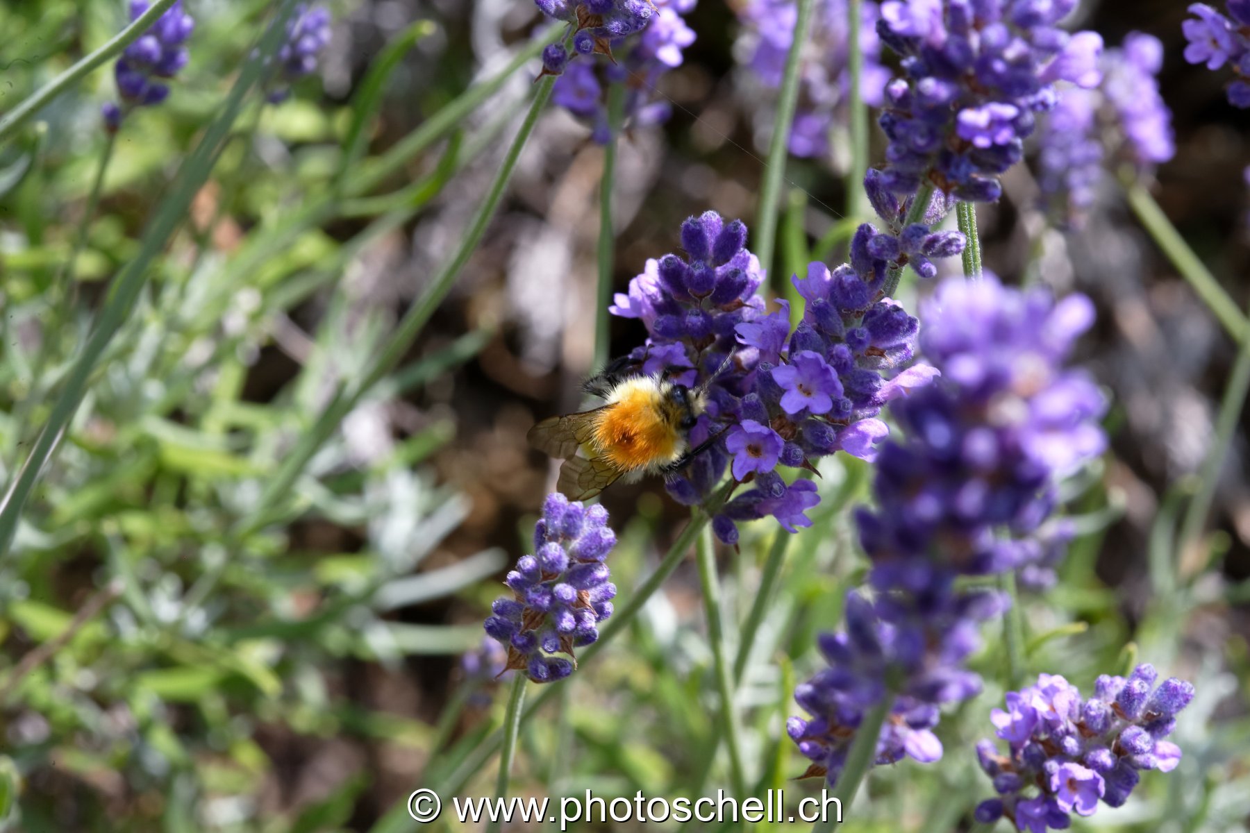 Bourdon sur la lavande