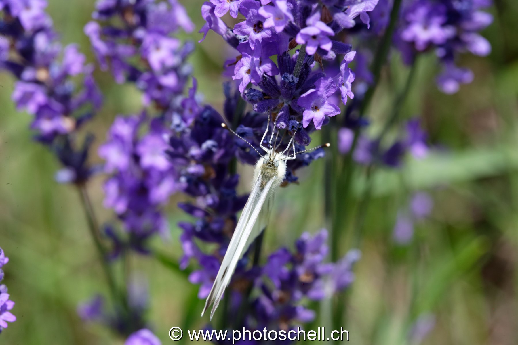 Papillon sur la lavande