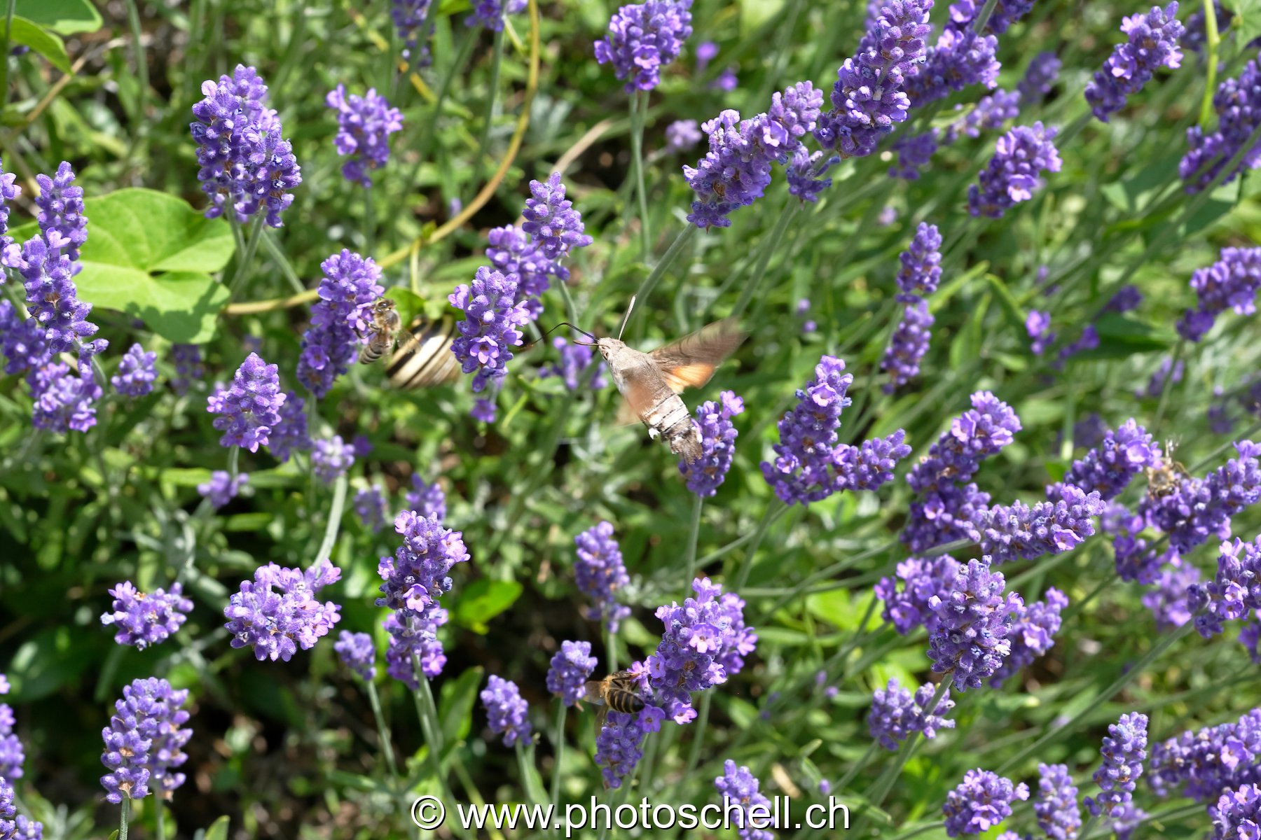 Oiseau mouche sur la lavande