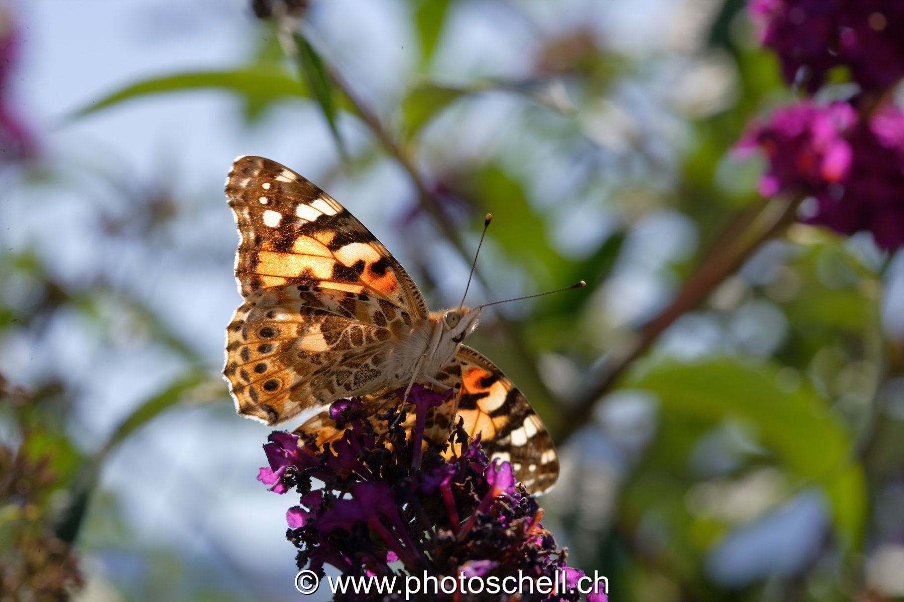 Papillon sur la lavande