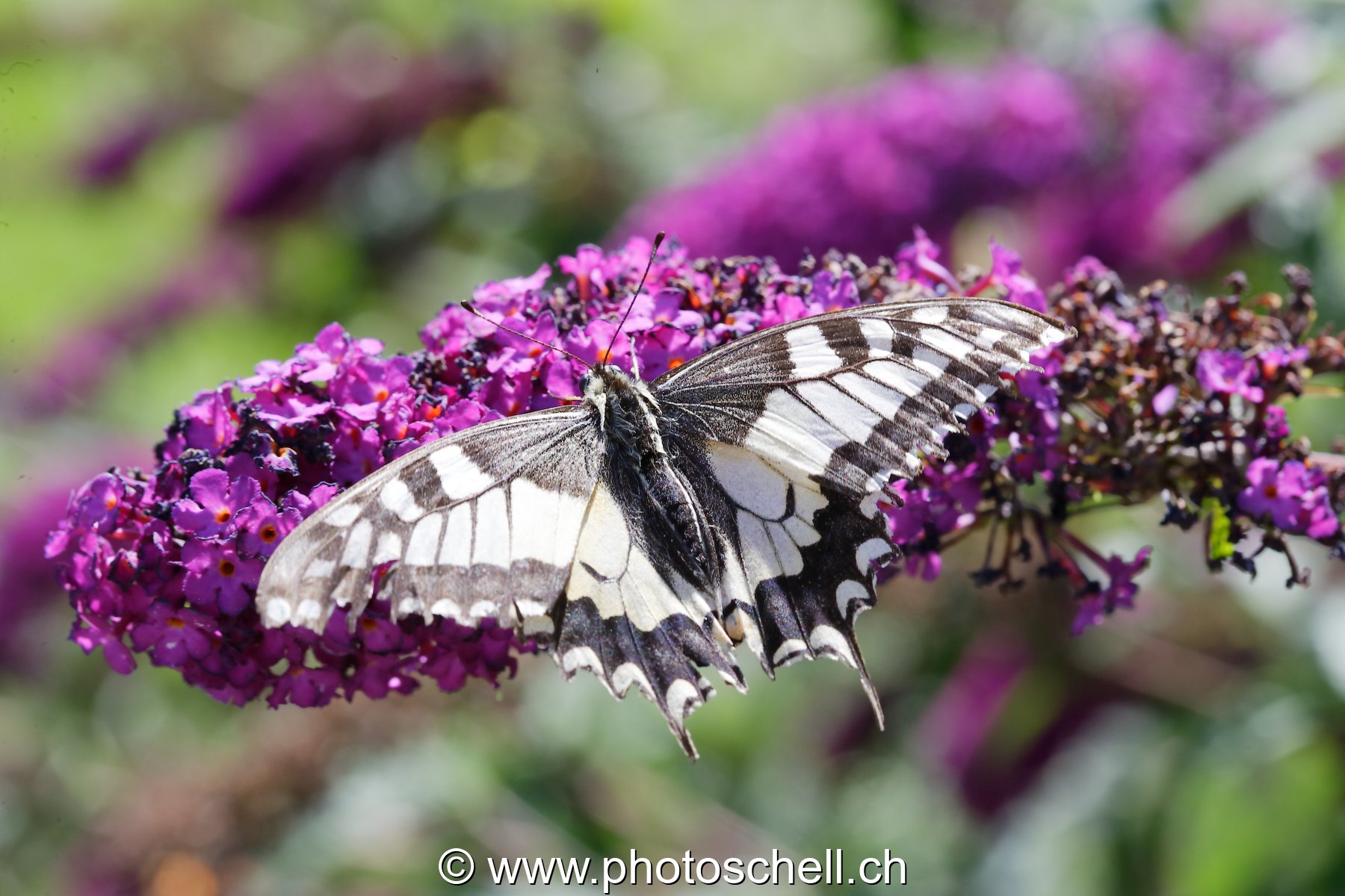 Papillon sur la lavande