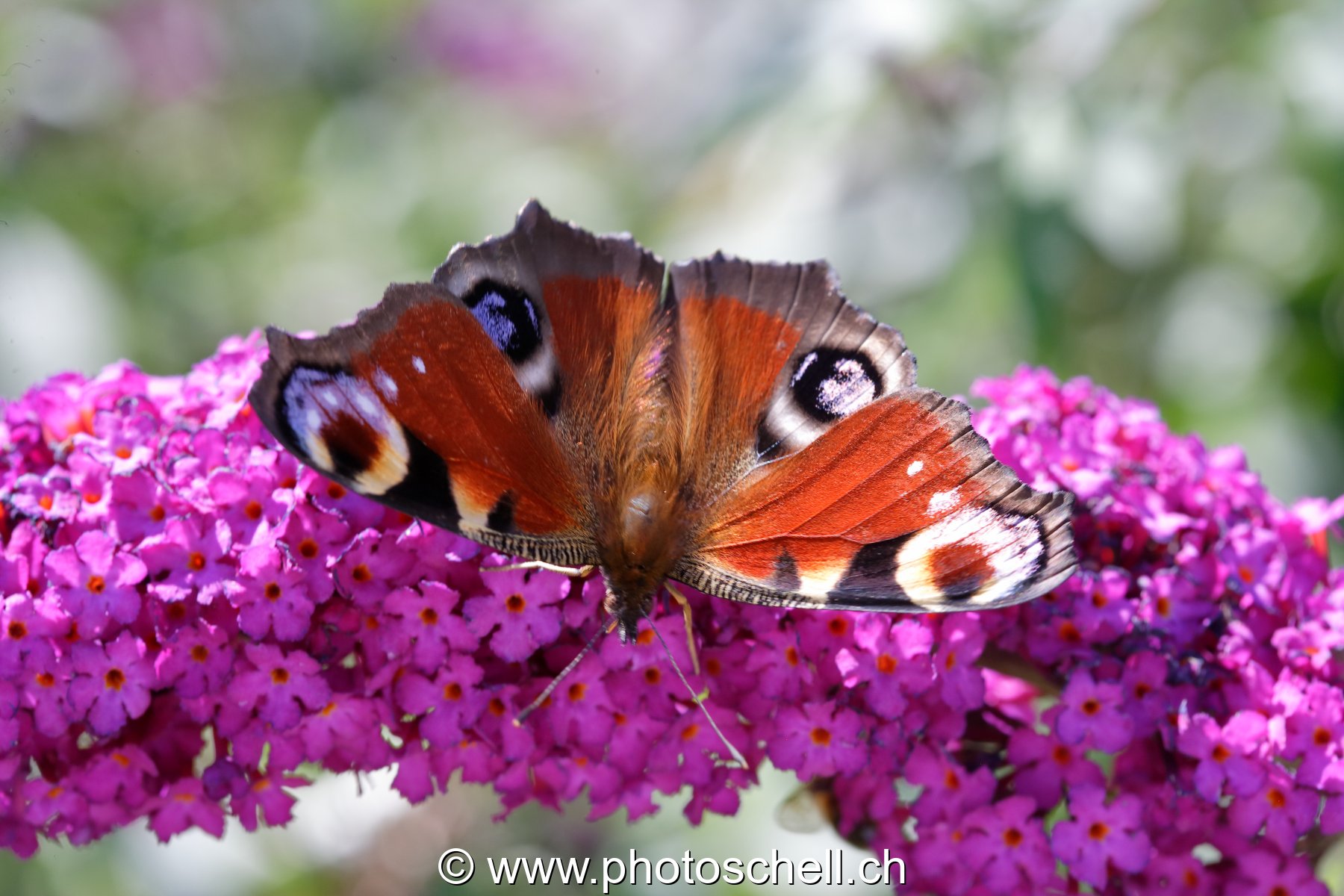 Papillon sur la lavande