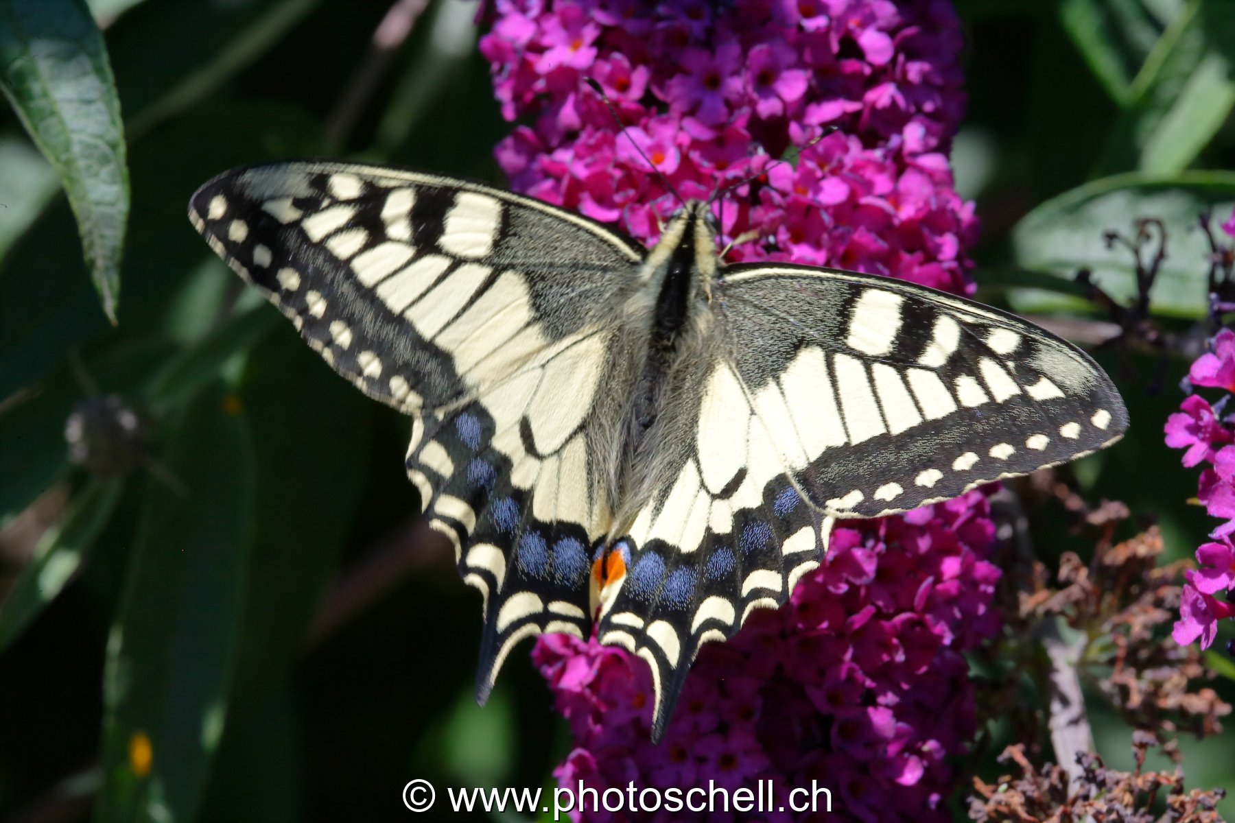 Papillon sur la lavande