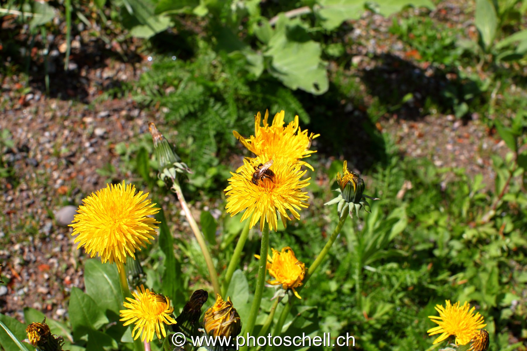Abeille sur une fleur de pissenlit