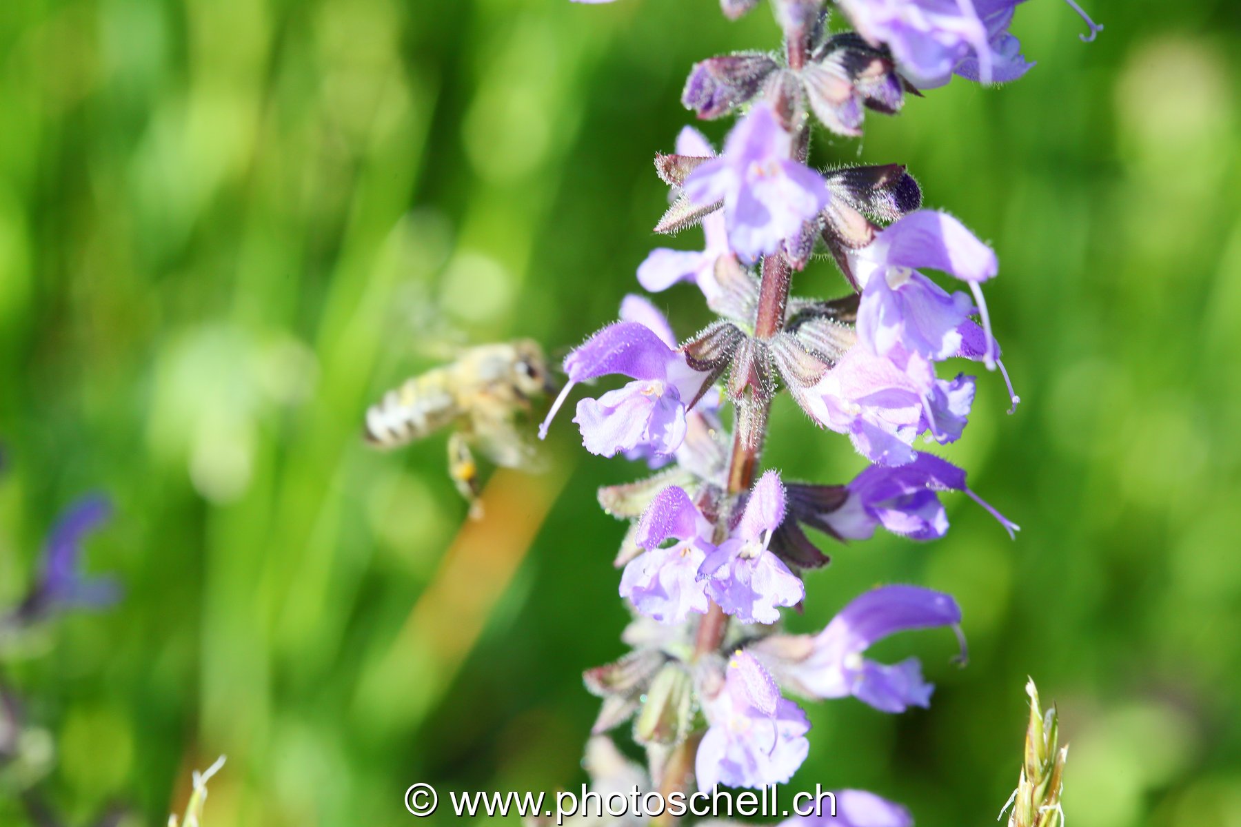 Abeille en approche de fleurs de lavande