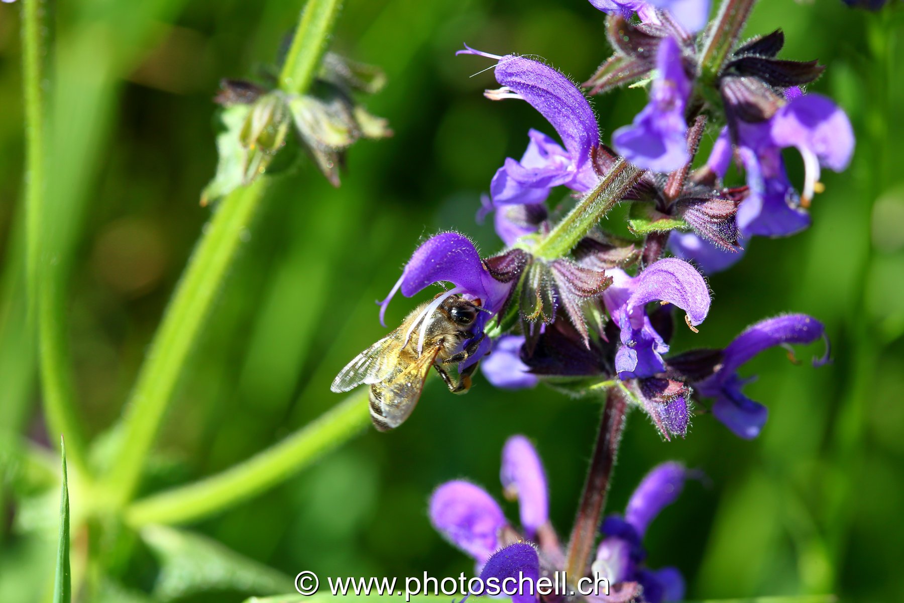 Abeille butinant des fleurs de lavande