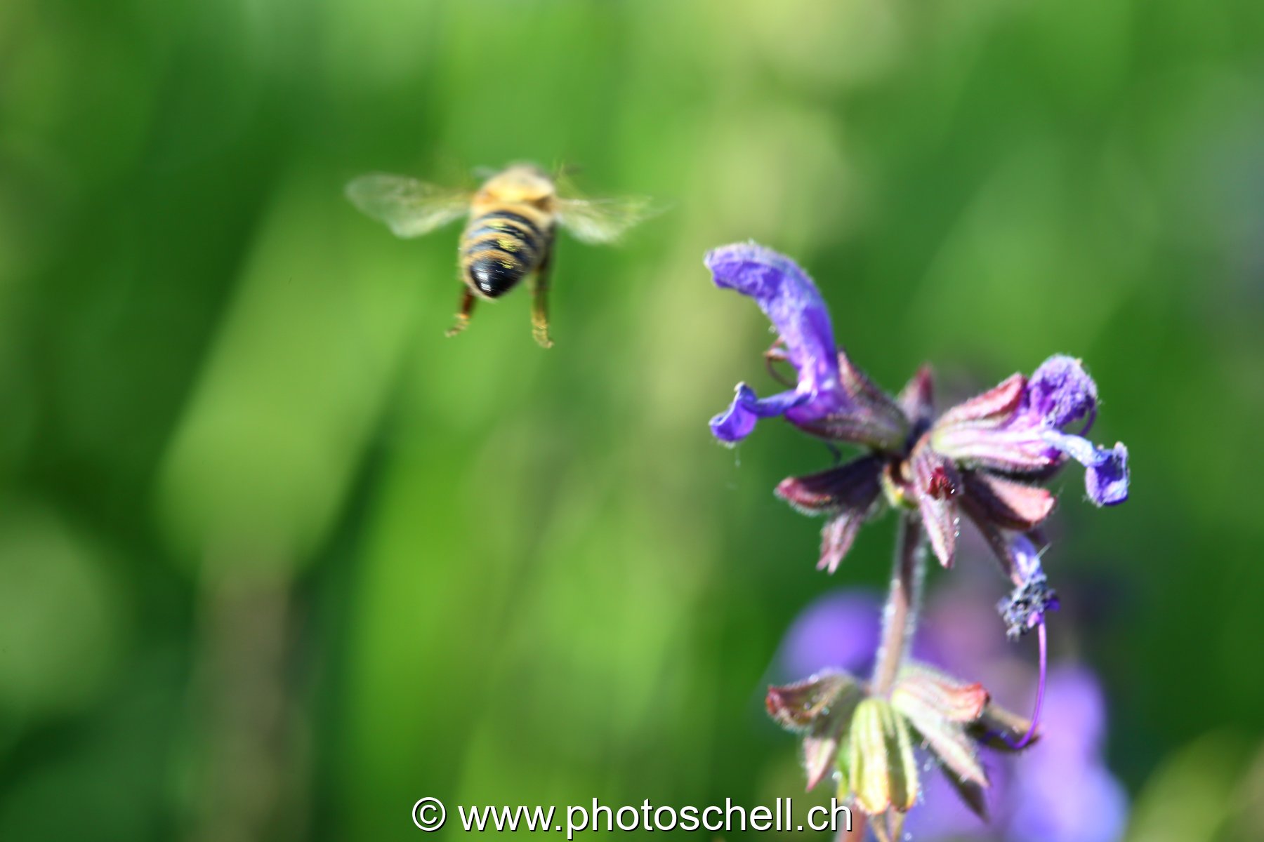 Abeille en vol (vue arrière)