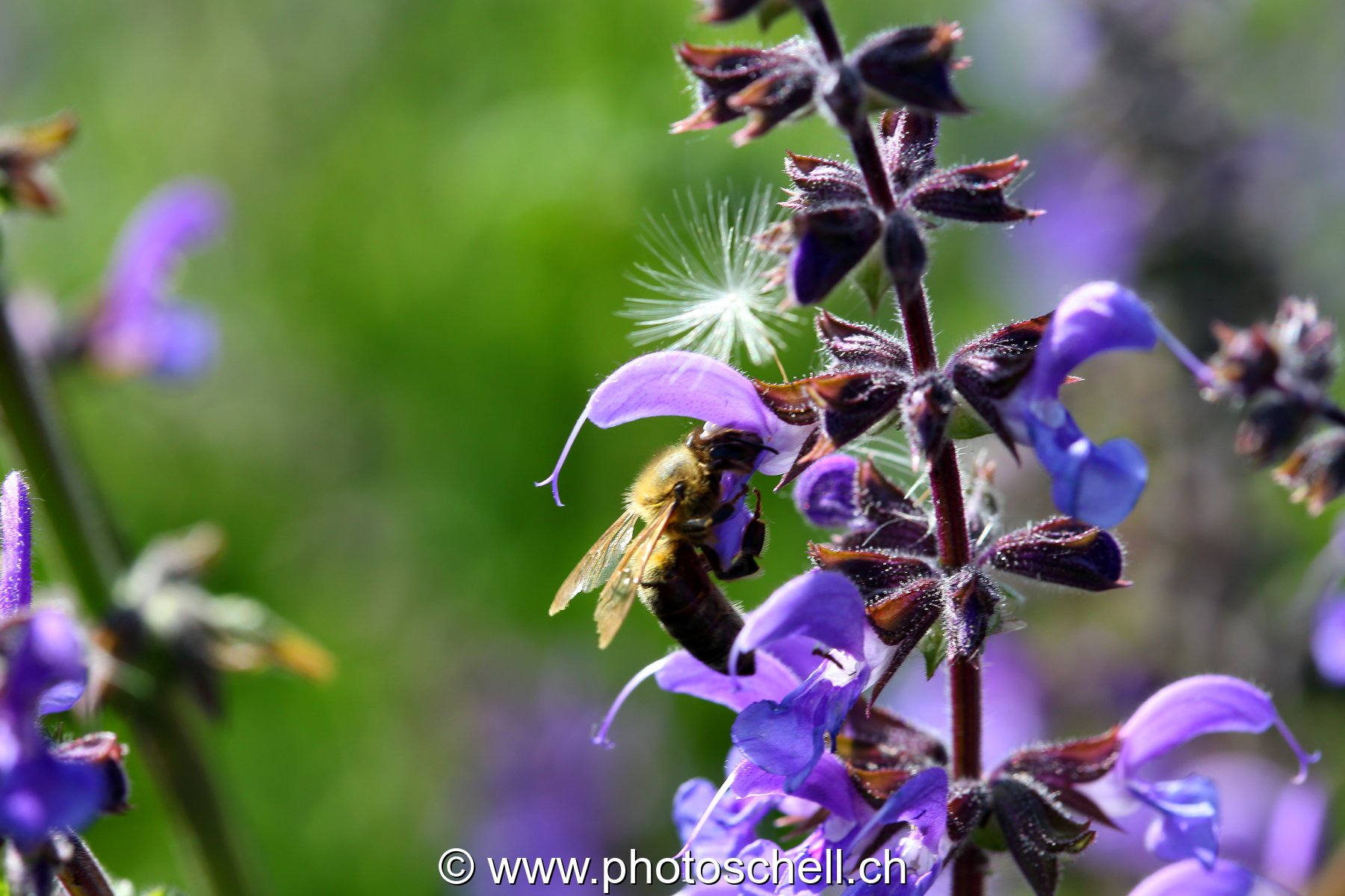 Abeille dans sa fleur