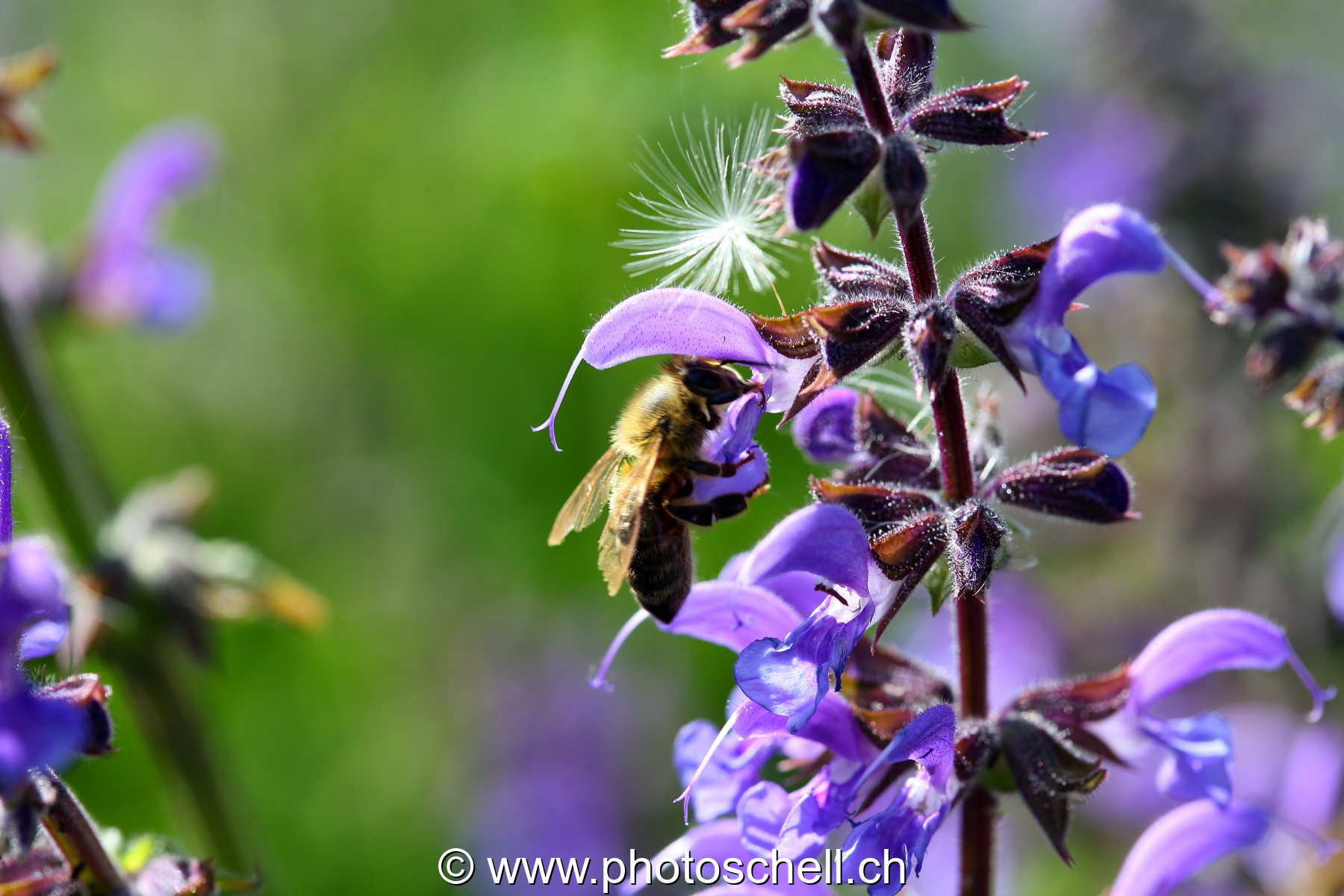 Abeille dans sa fleur