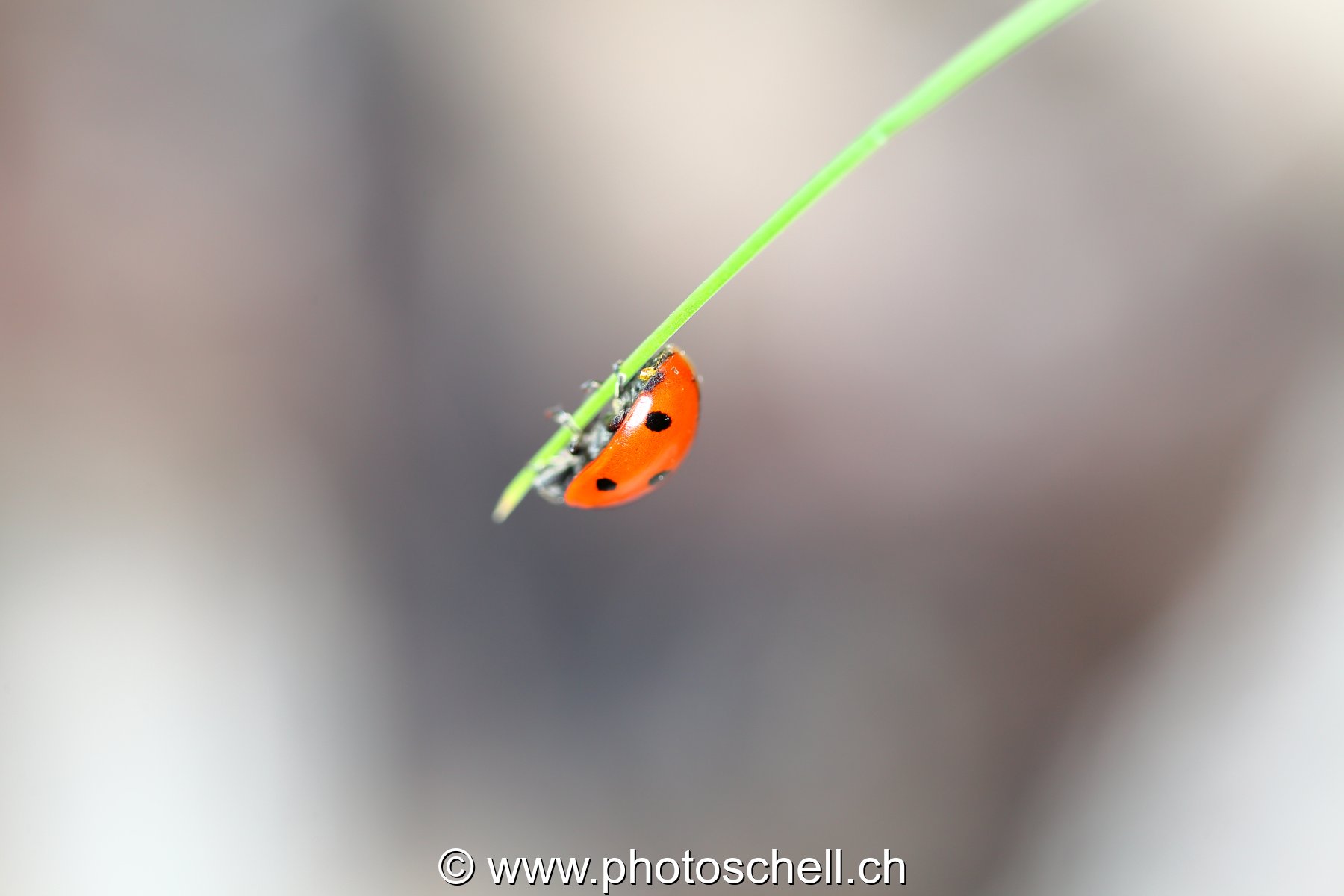 Coccinelle sur un brin d'herbe