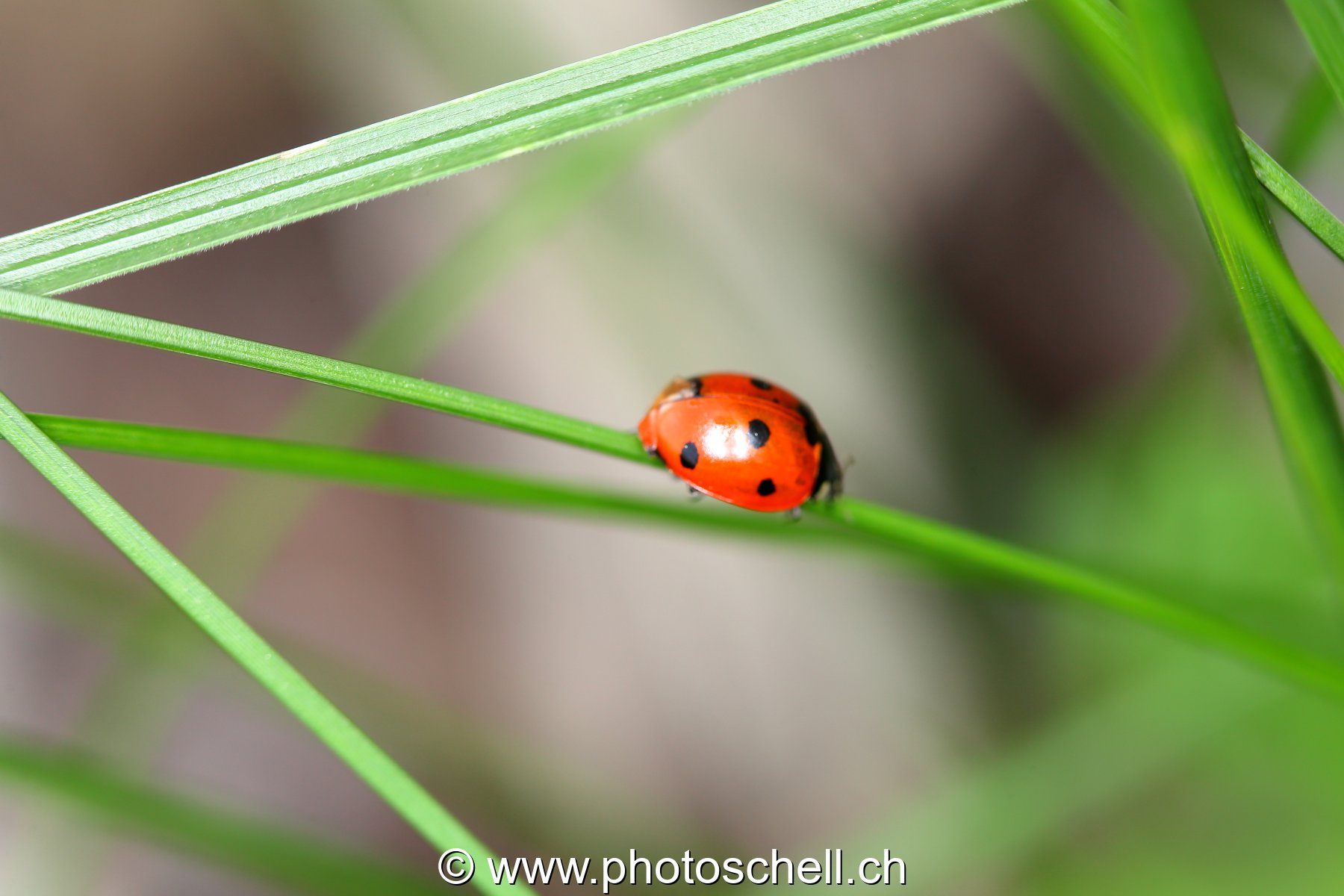 Coccinelle sur un brin d'herbe
