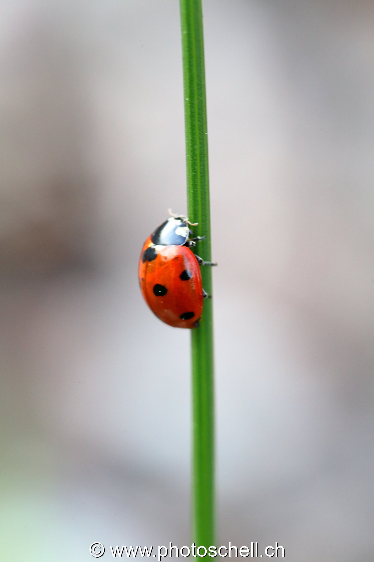 Coccinelle sur un brin d'herbe