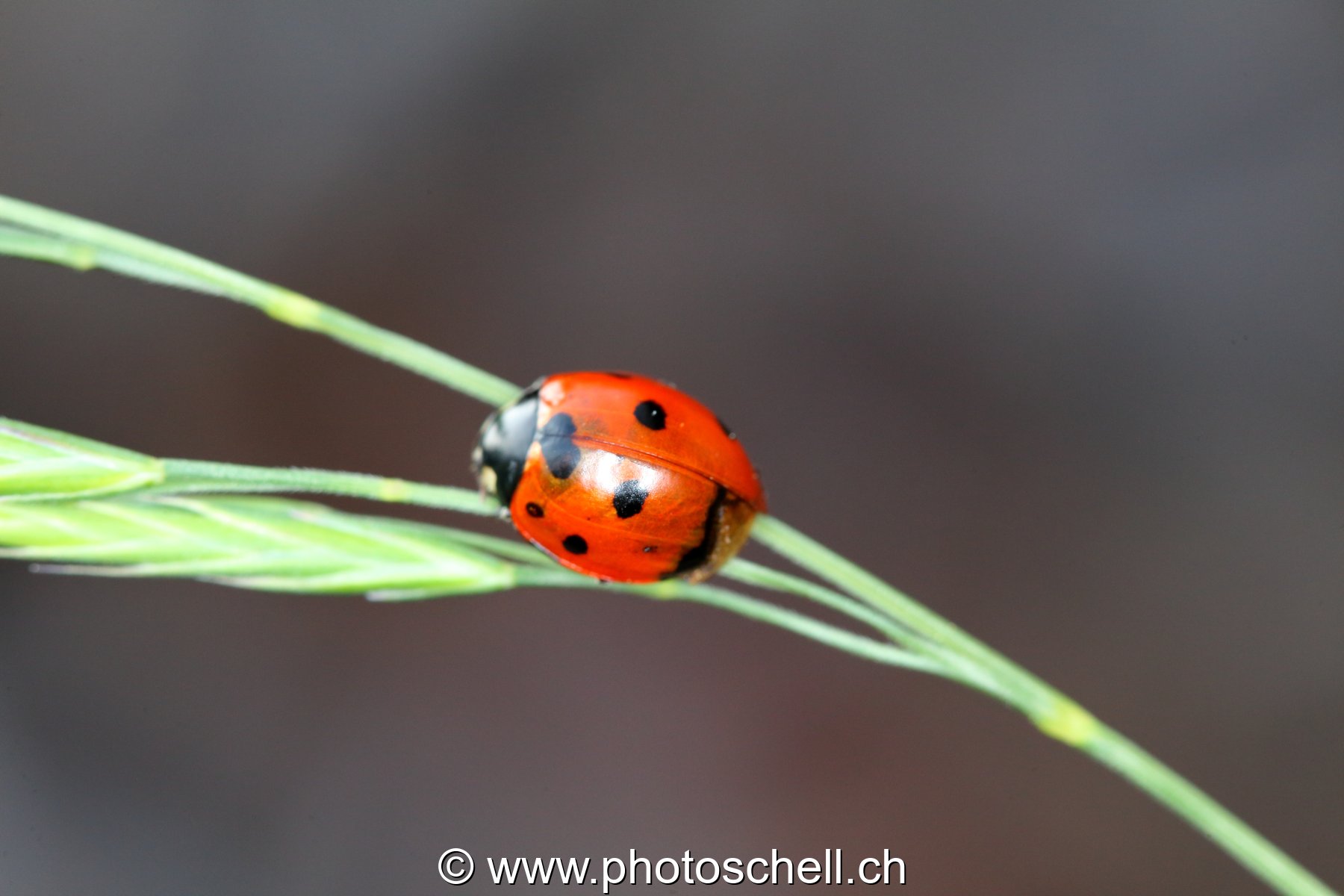 Coccinelle sur un brin d'herbe