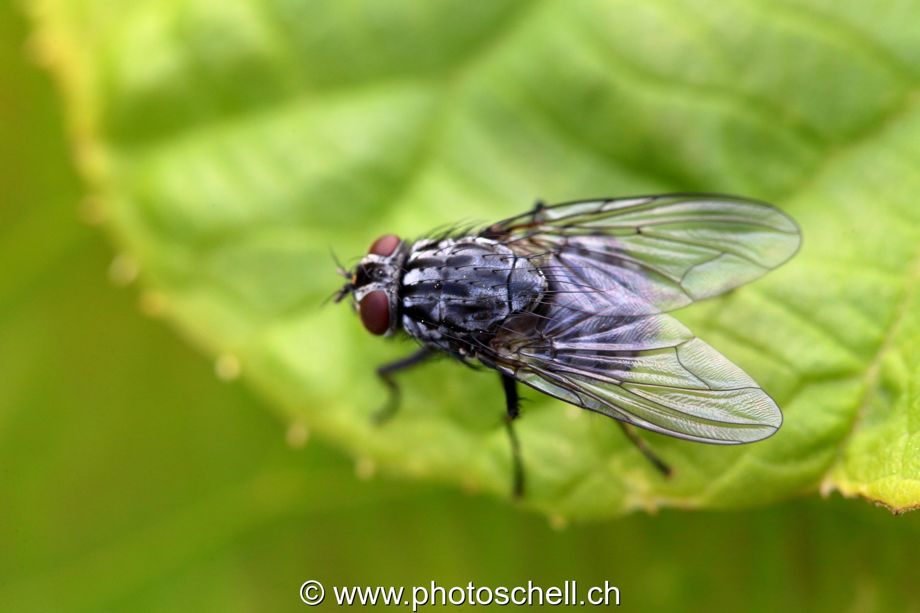 Mouche sur une feuille