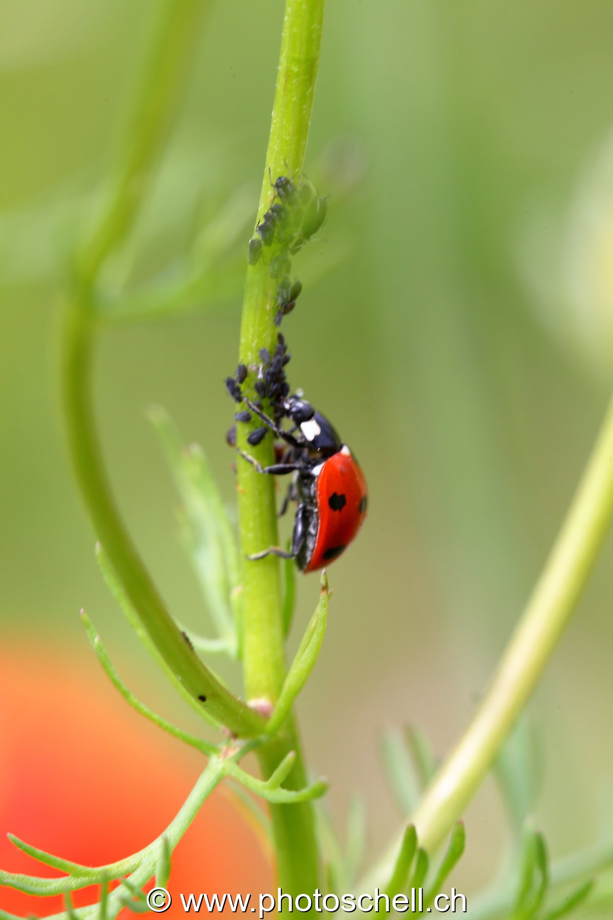 Coccinelle en plein repas