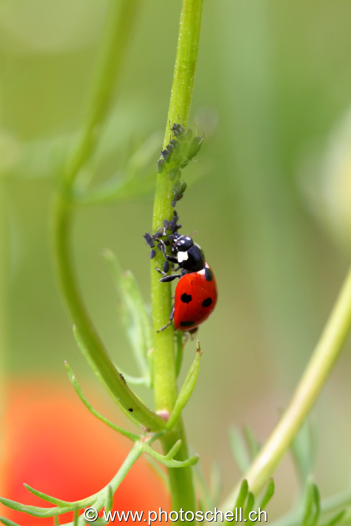 Coccinelle en plein repas