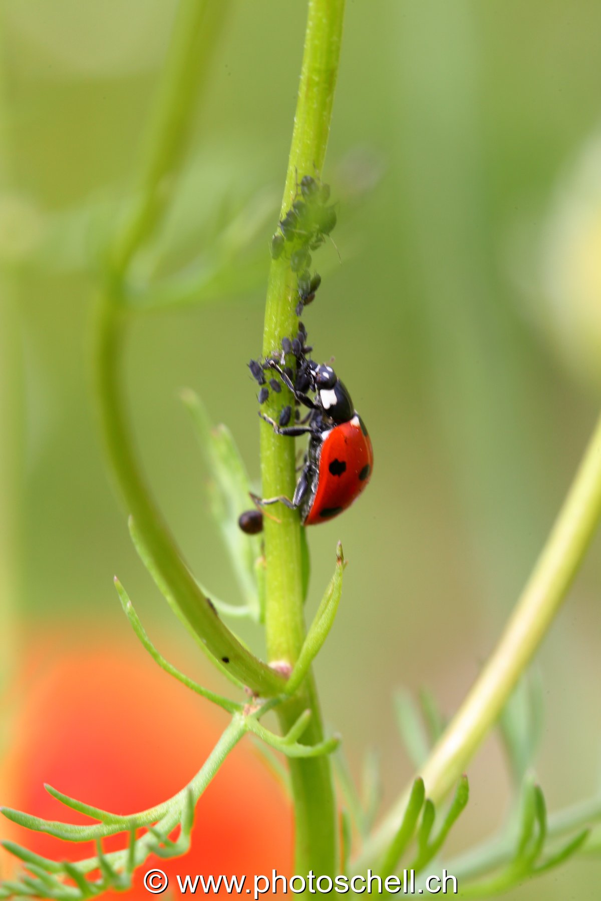 Coccinelle en plein repas
