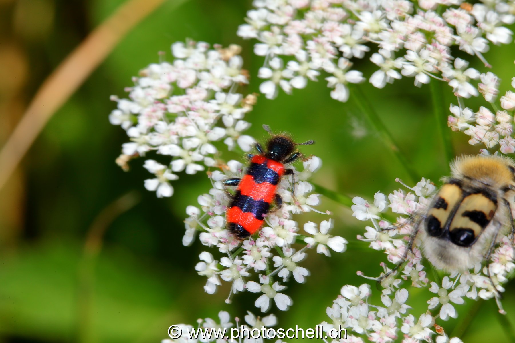 Insectes rayés en plein repas